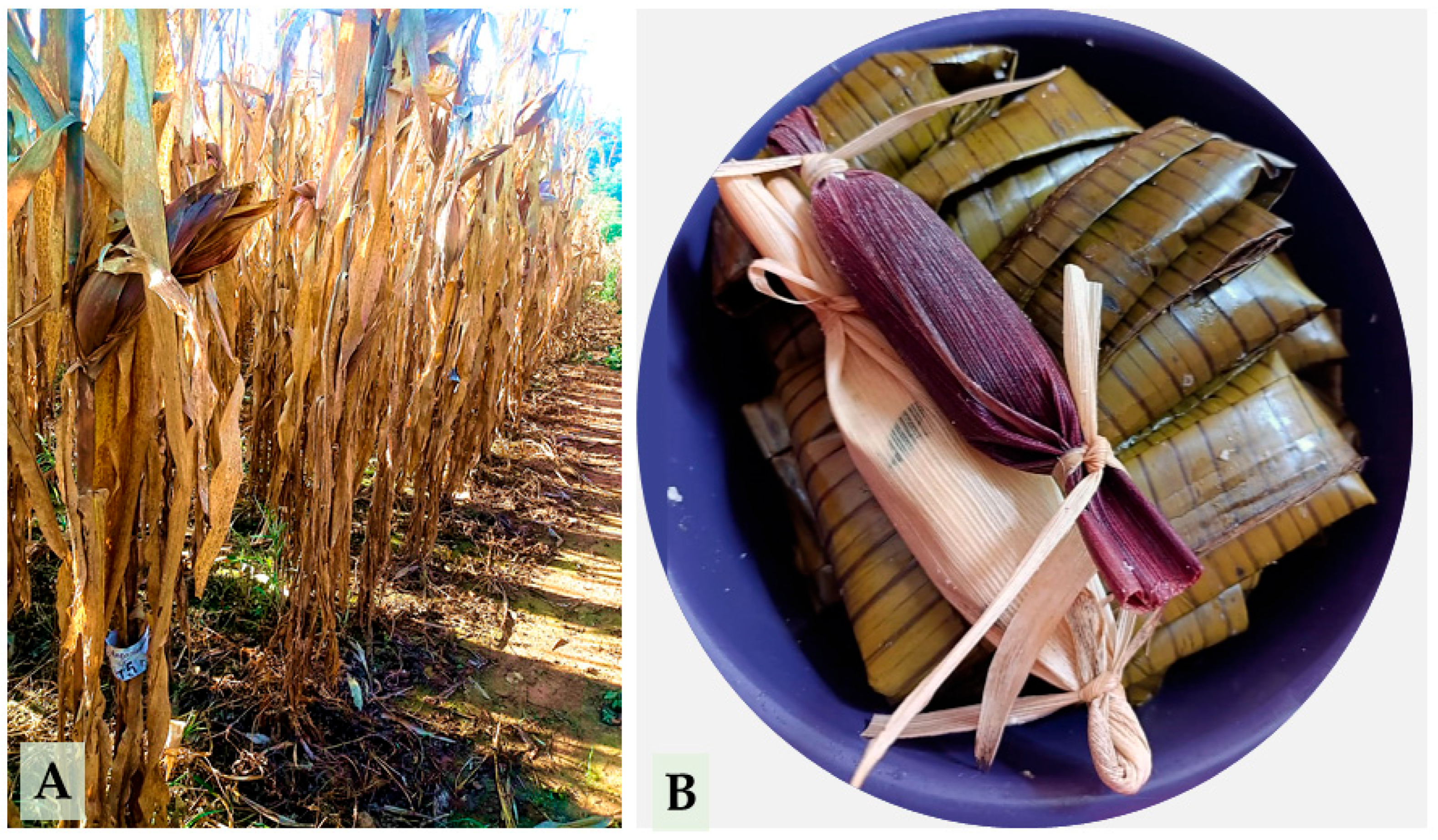 Plants 14 02511 g005