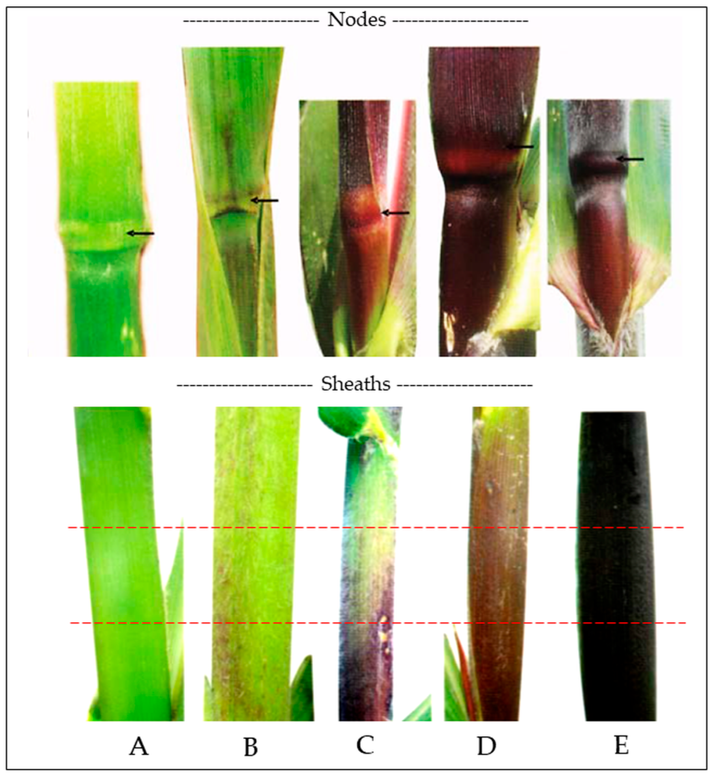 Plants 14 02511 g006