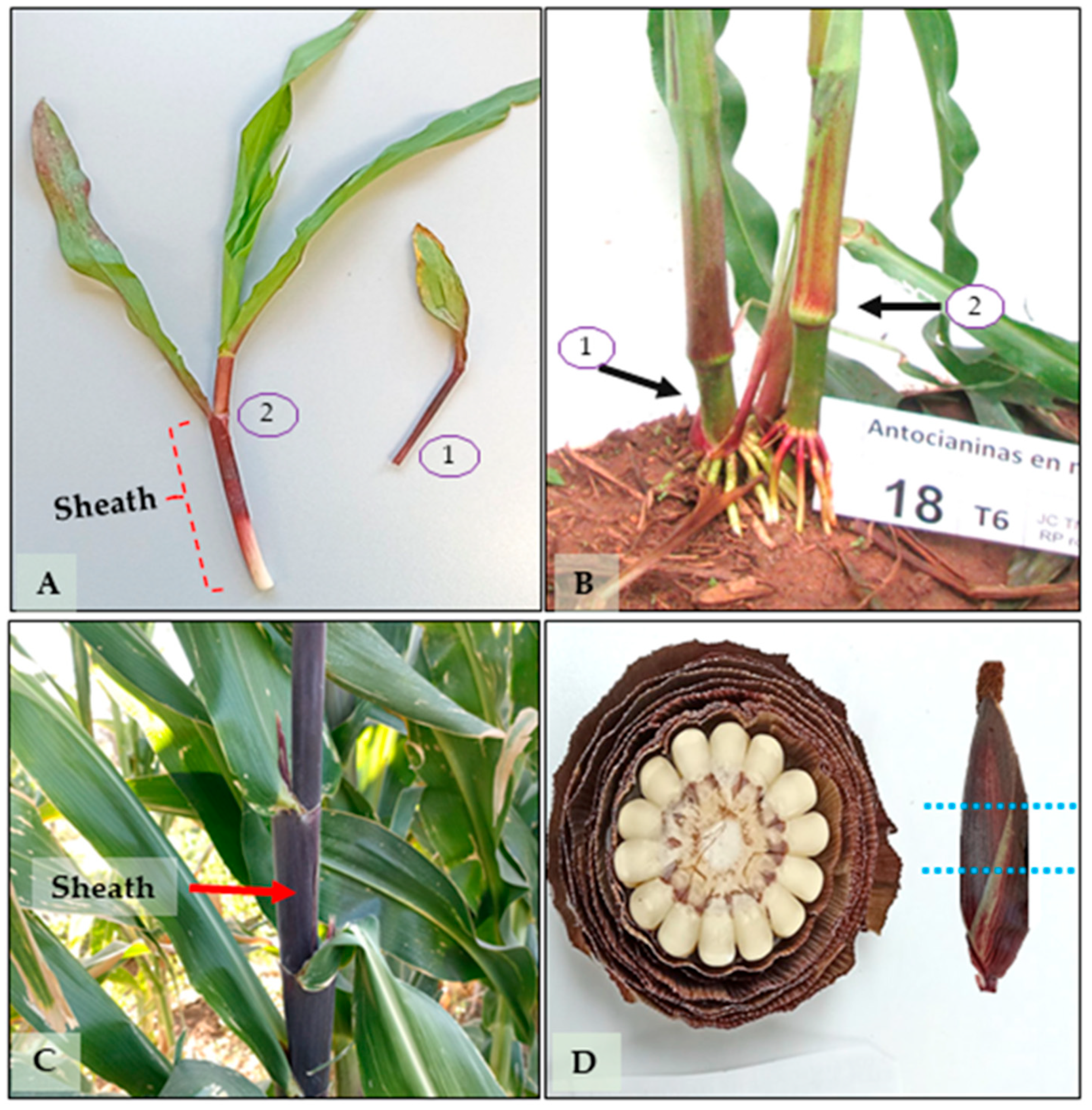 Plants 14 02511 g007