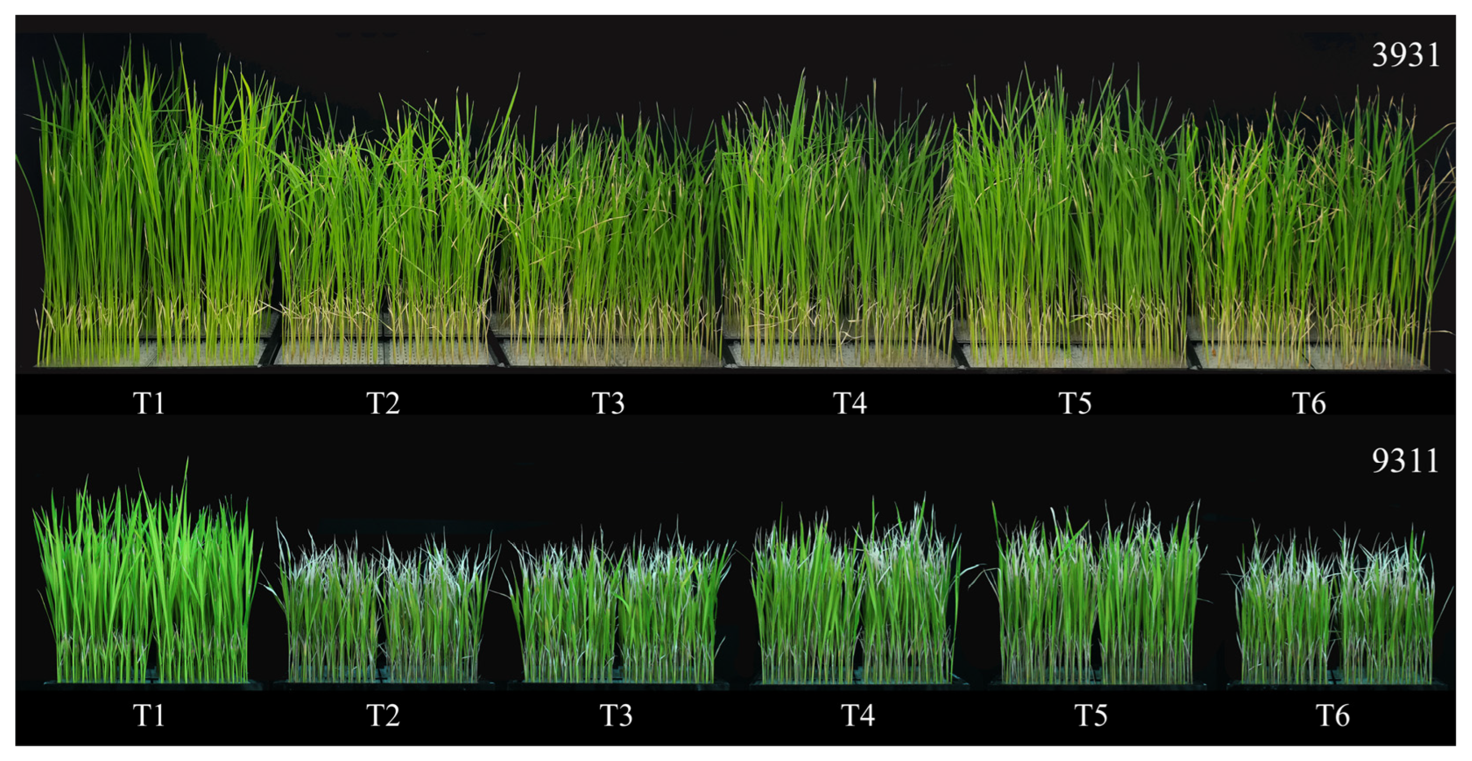 Plants 14 02516 g004 Plants 14 02516 g004