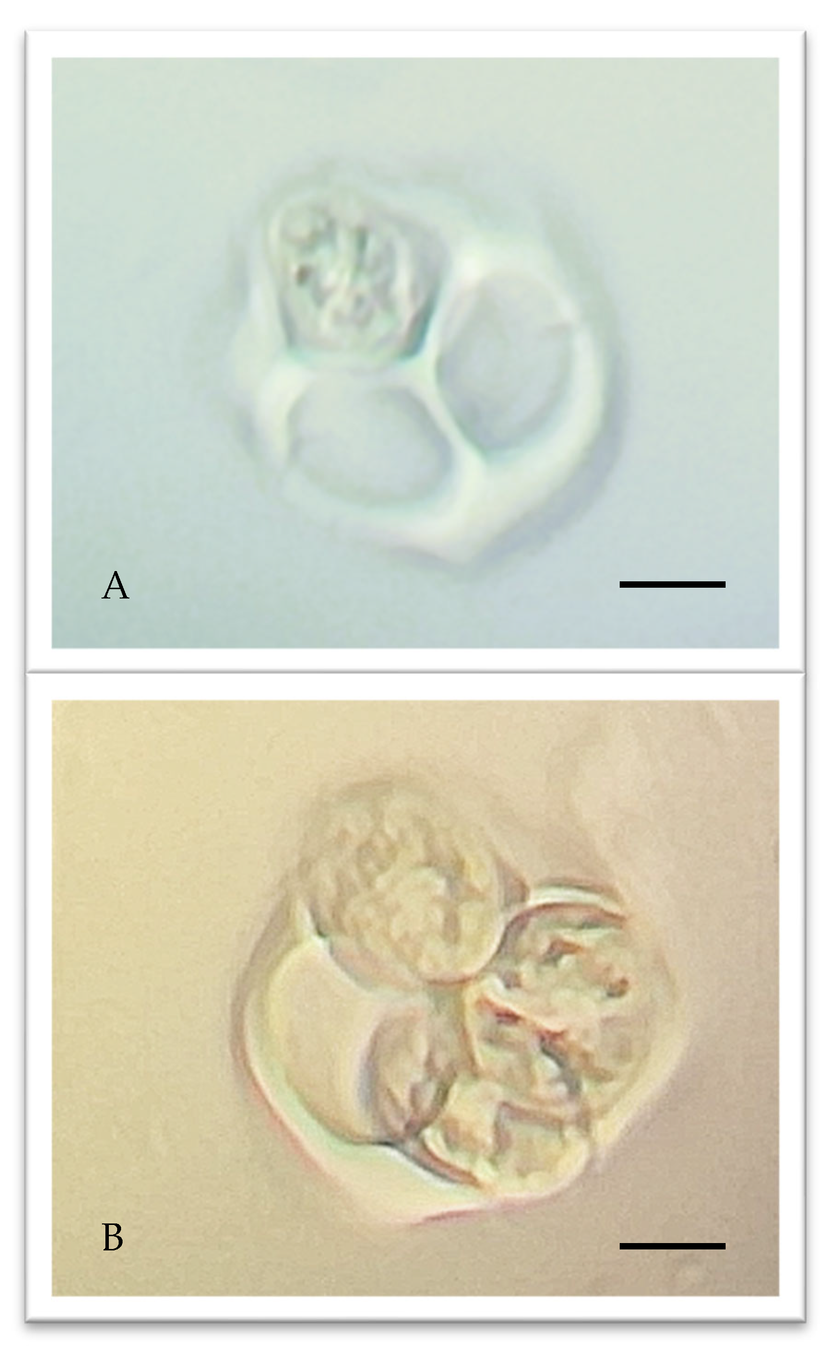 Plants 14 02522 g001 Plants 14 02522 g001