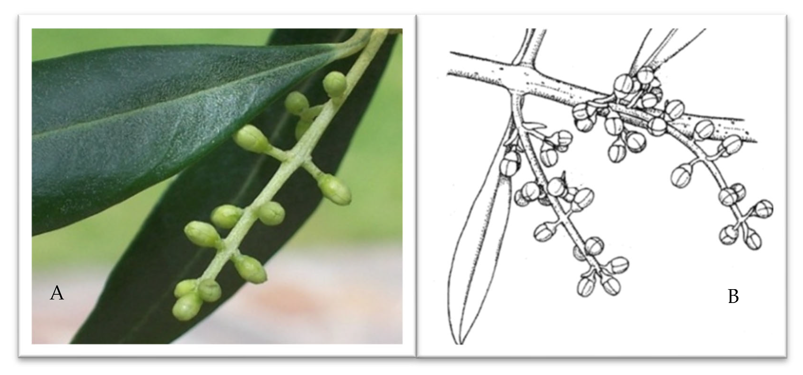 Plants 14 02522 g005 Plants 14 02522 g005