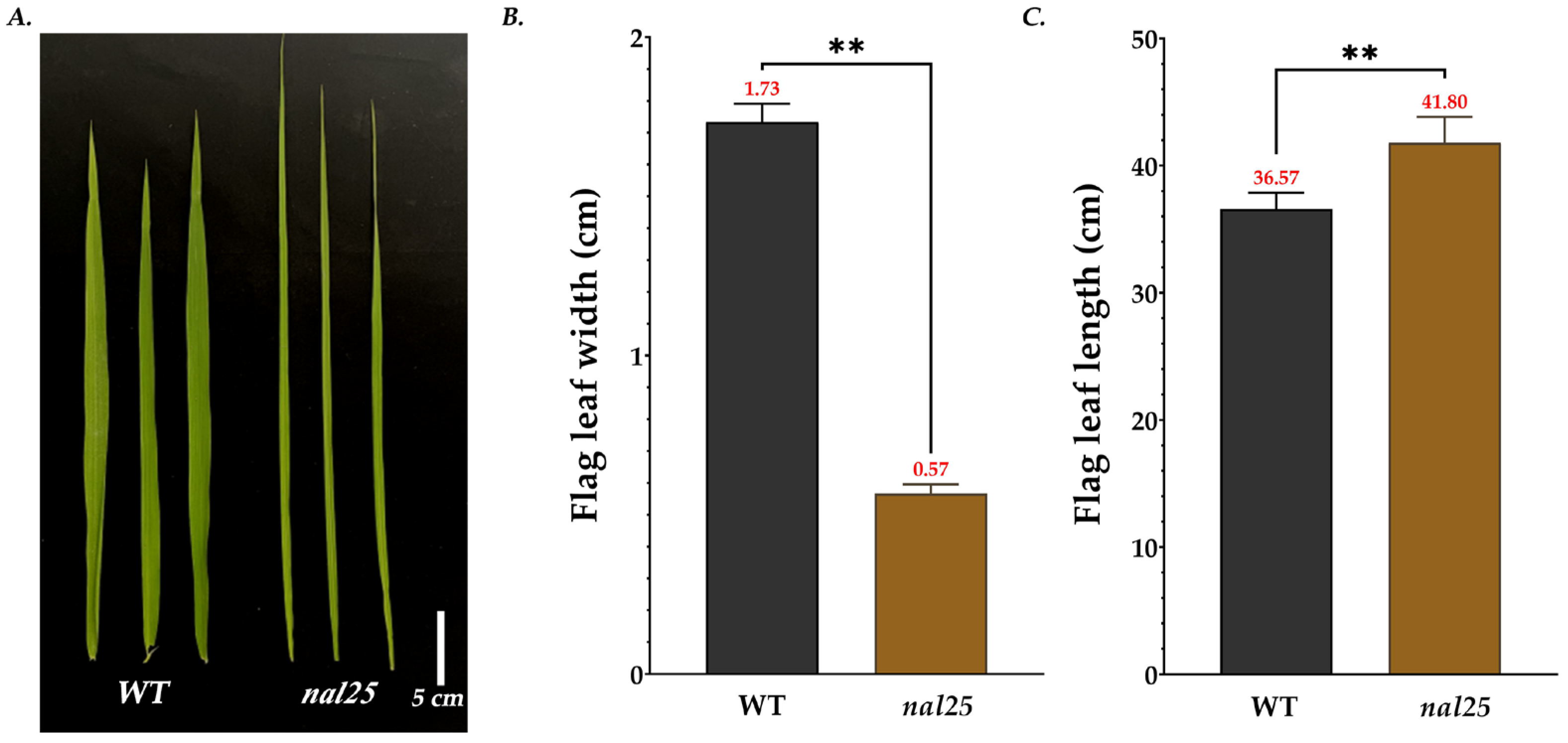 Plants 14 02528 g001