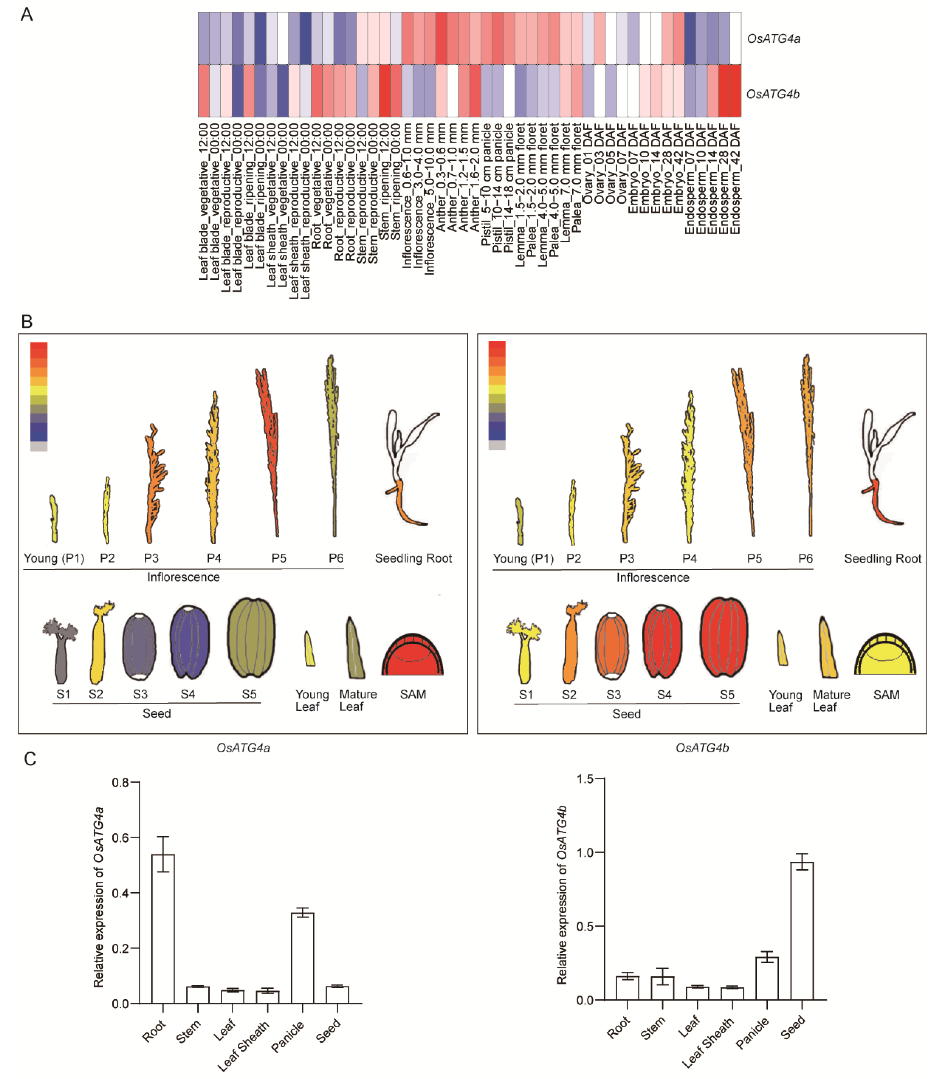 Plants 14 02530 g002 Plants 14 02530 g002