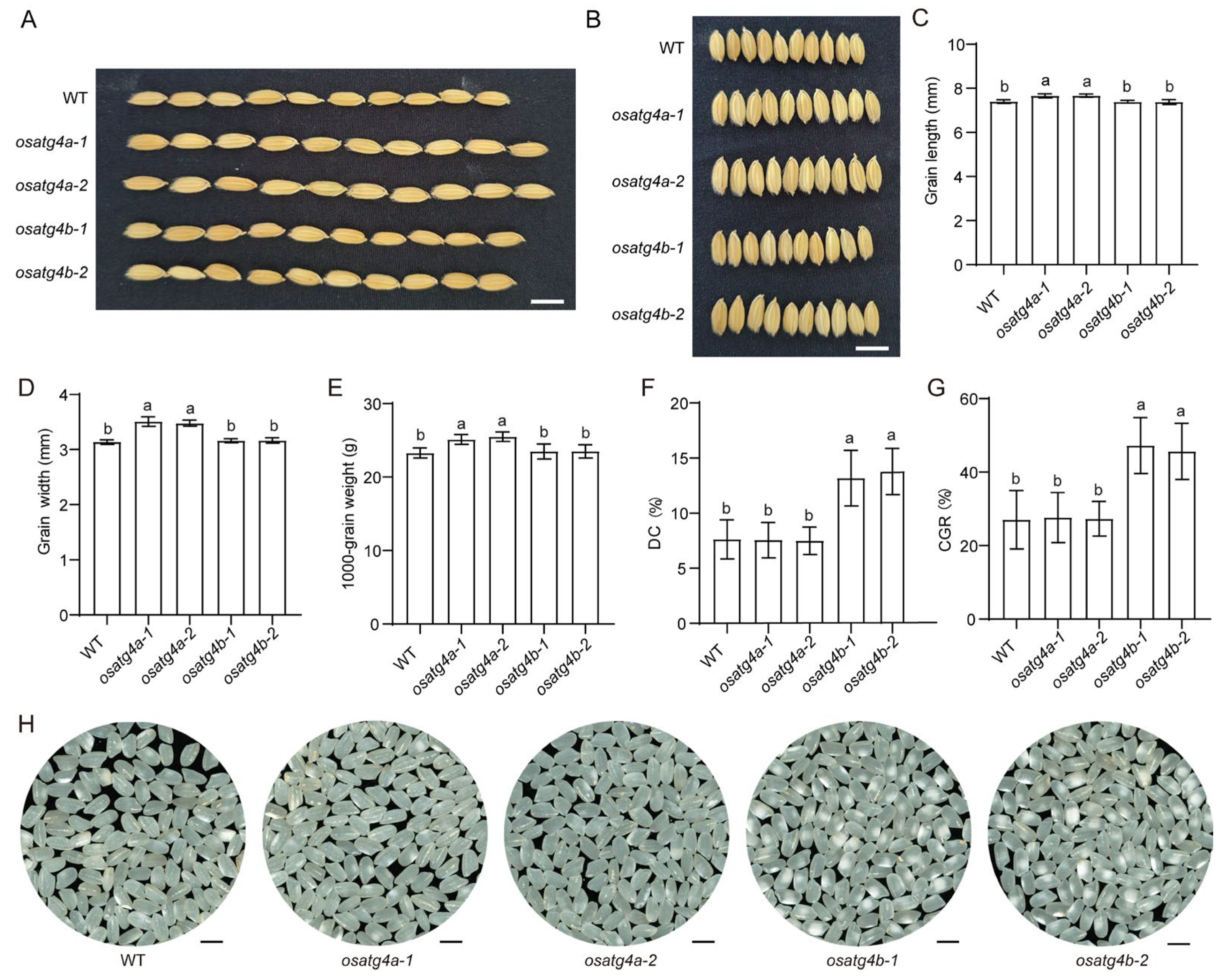 Plants 14 02530 g004 Plants 14 02530 g004