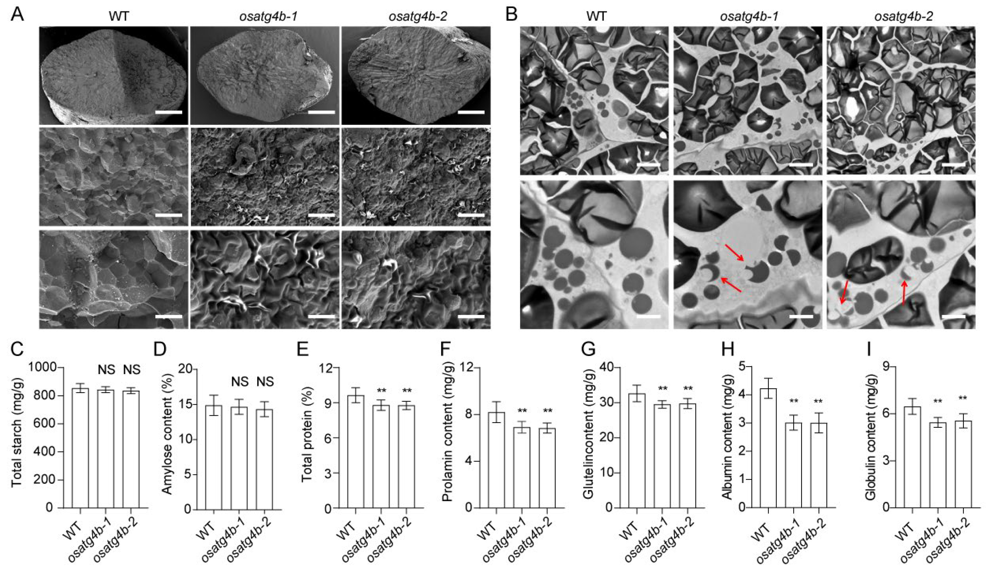Plants 14 02530 g007 Plants 14 02530 g007