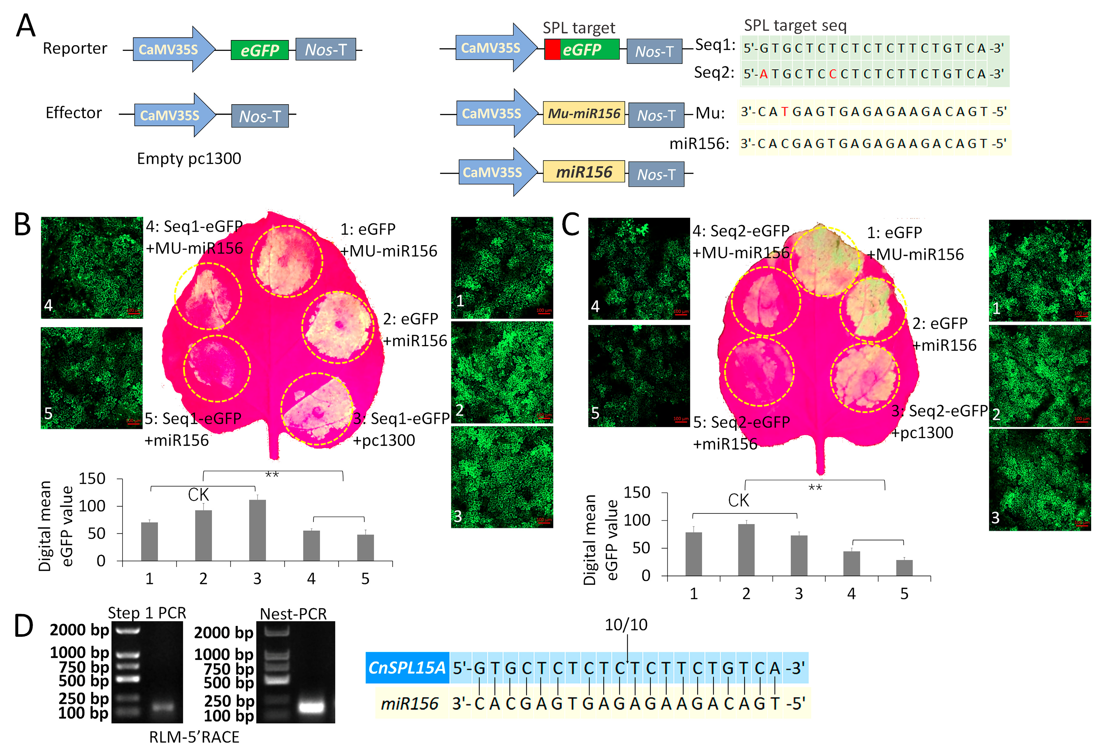 Plants 14 02532 g005