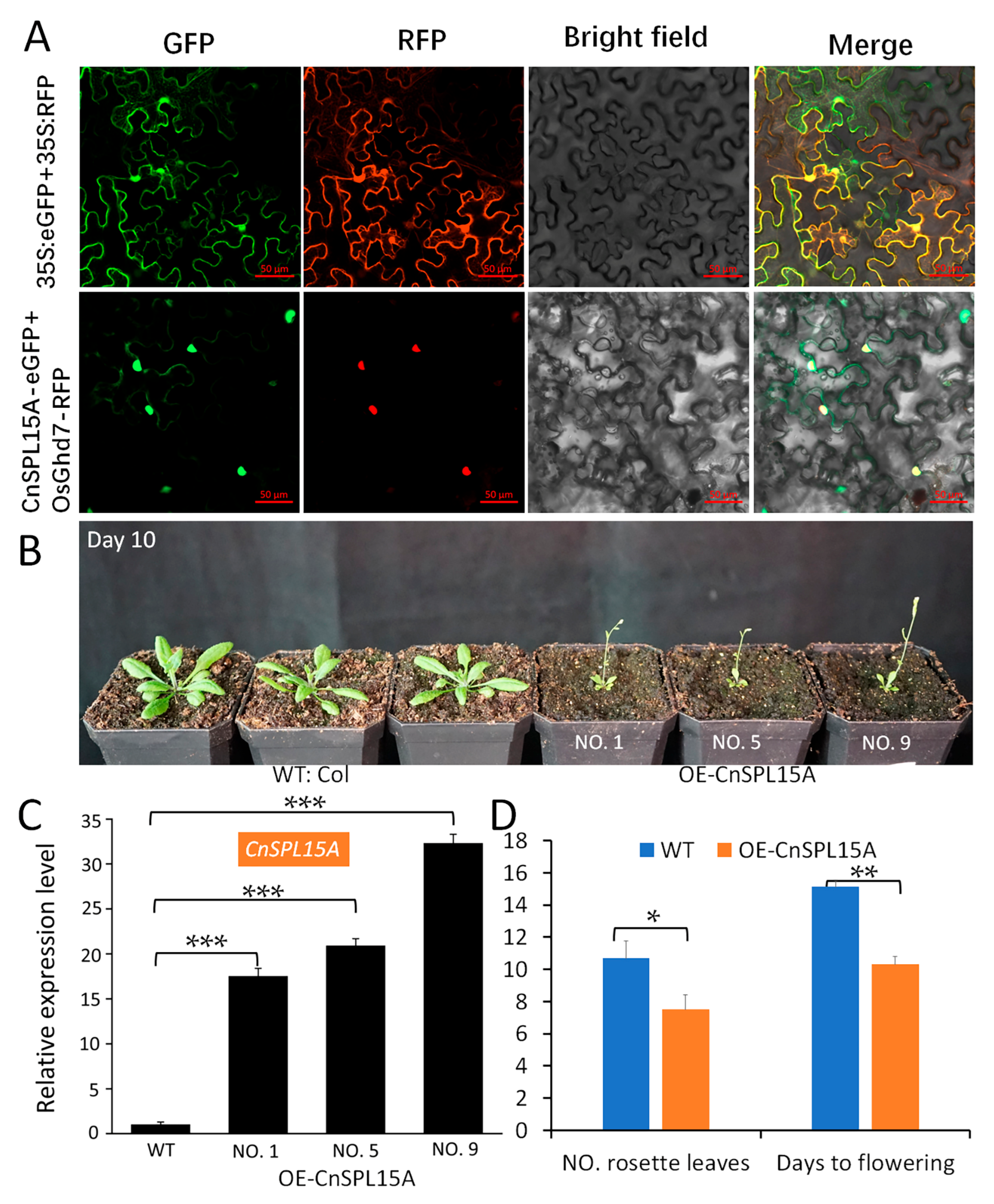Plants 14 02532 g006