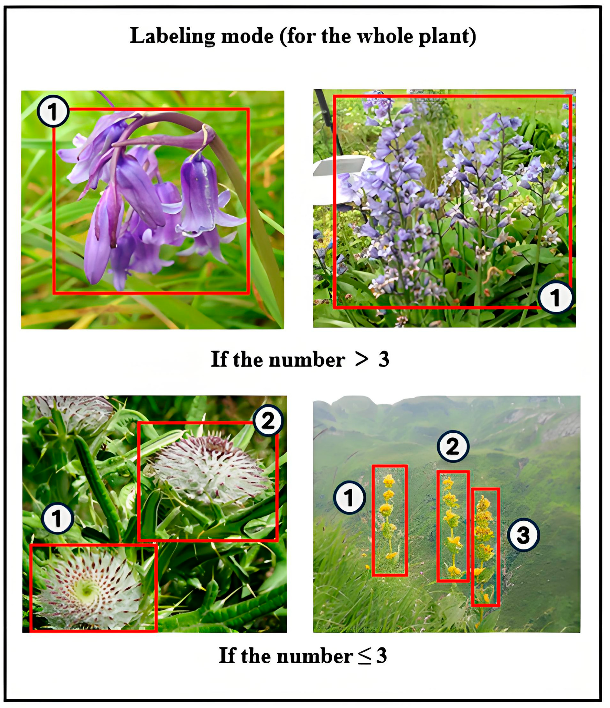 Plants 14 02533 g002