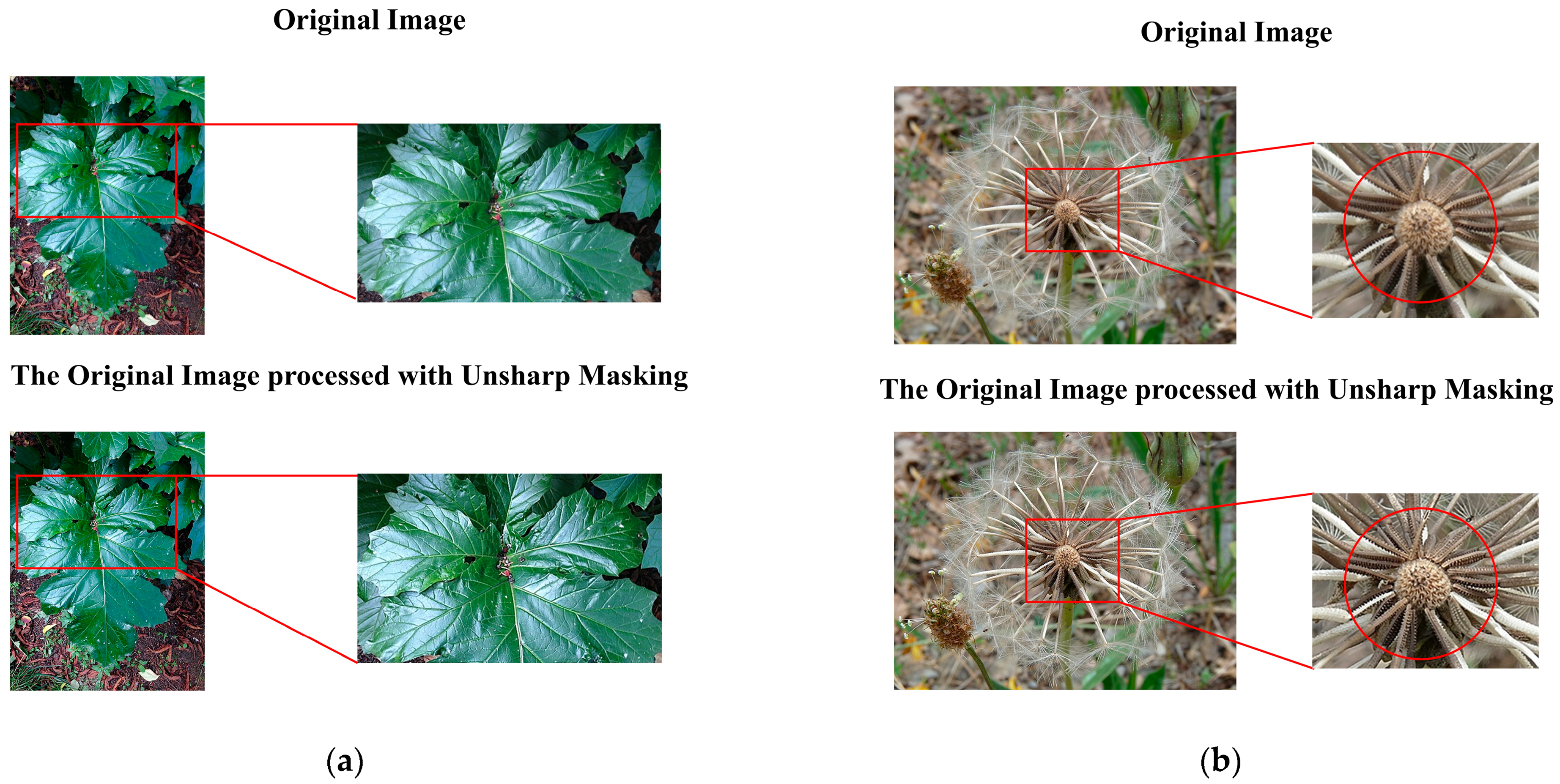 Plants 14 02533 g005