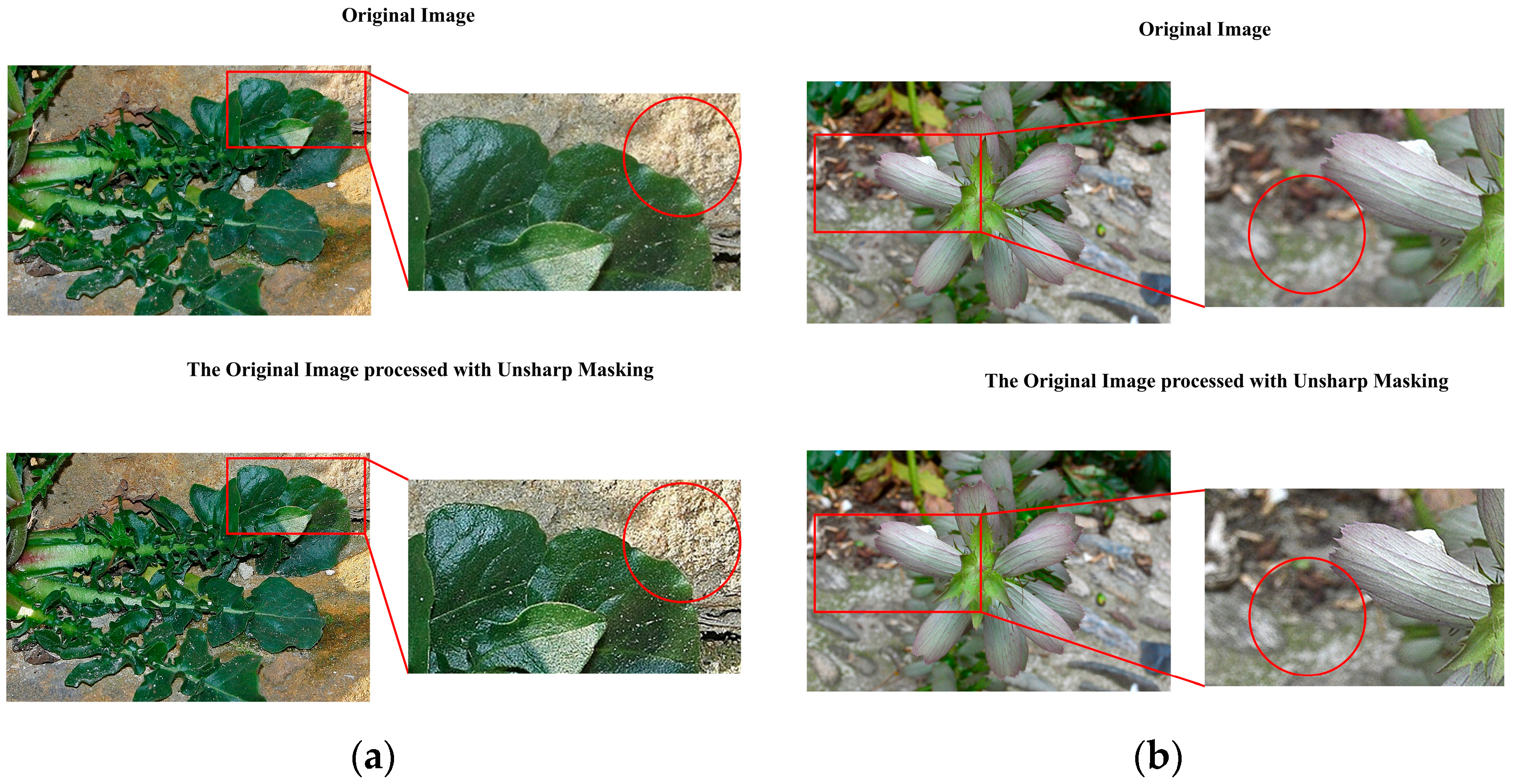 Plants 14 02533 g006
