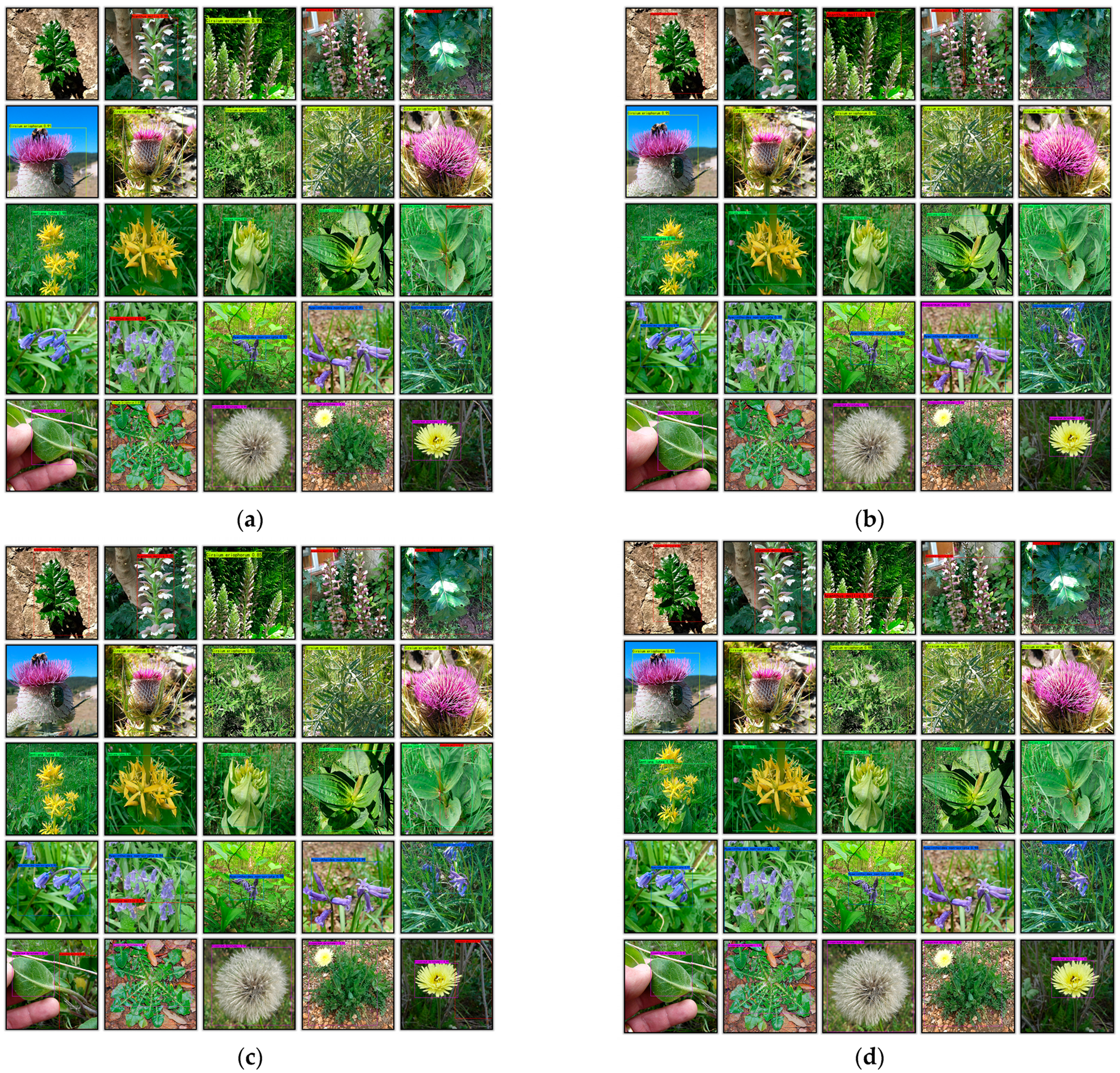 Plants 14 02533 g013