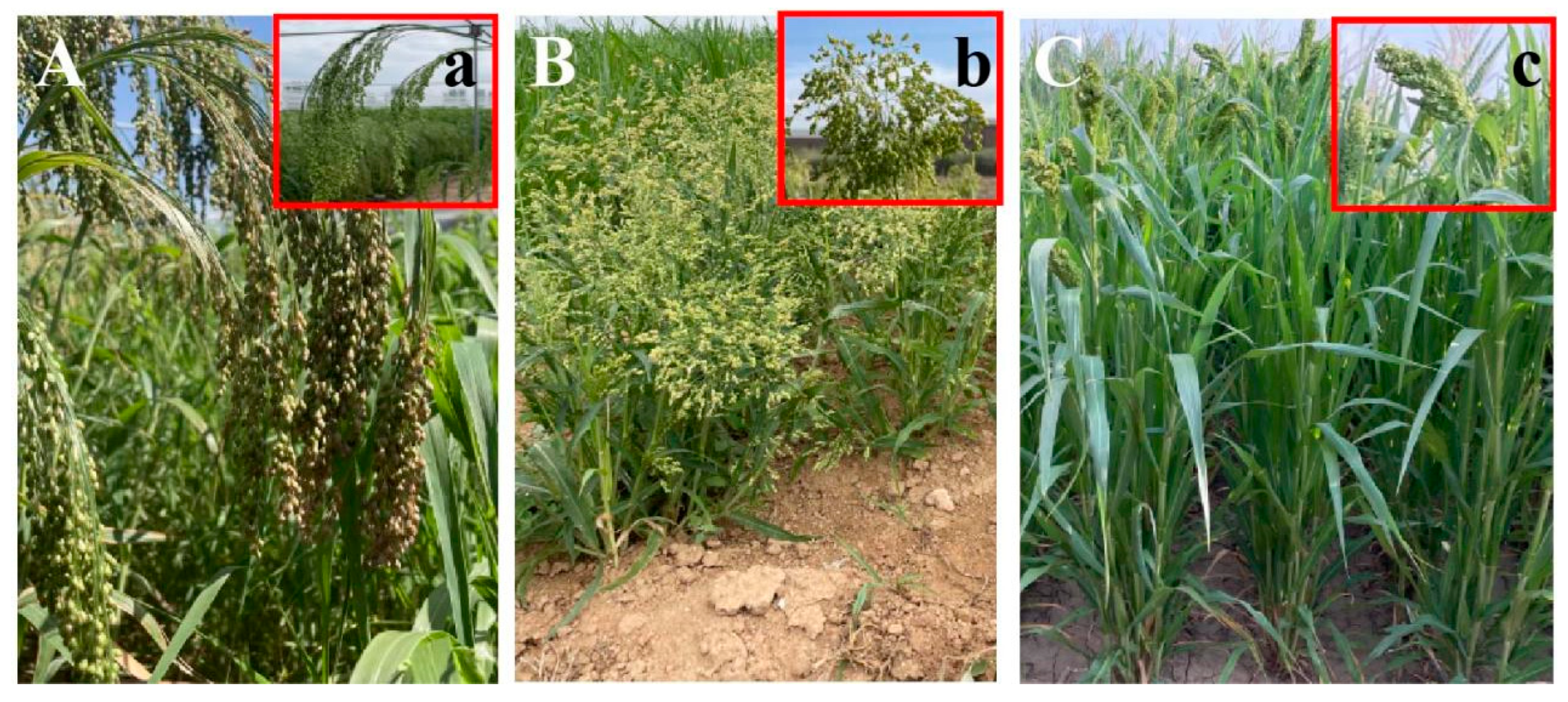 Plants 14 02536 g002 Plants 14 02536 g002