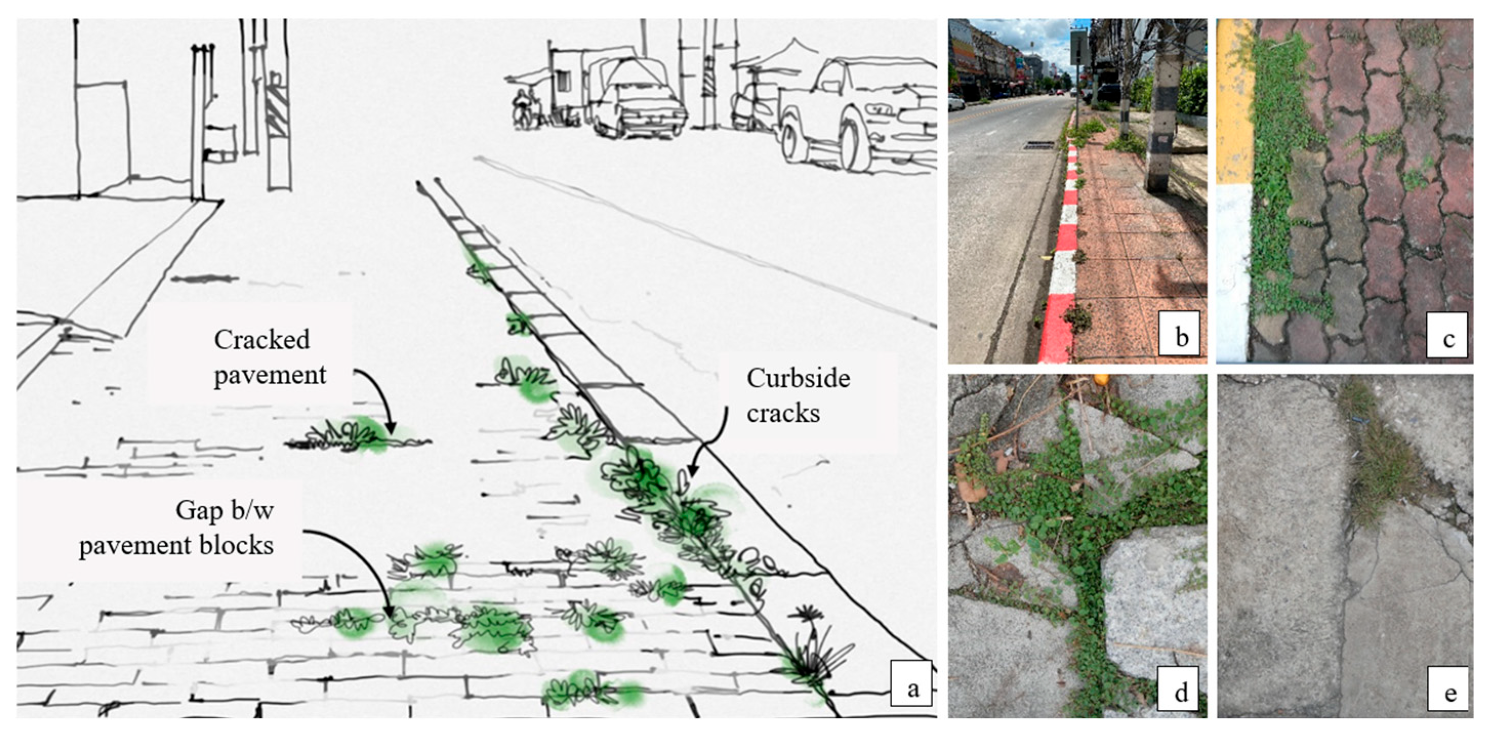 Plants 14 02542 g001 Plants 14 02542 g001