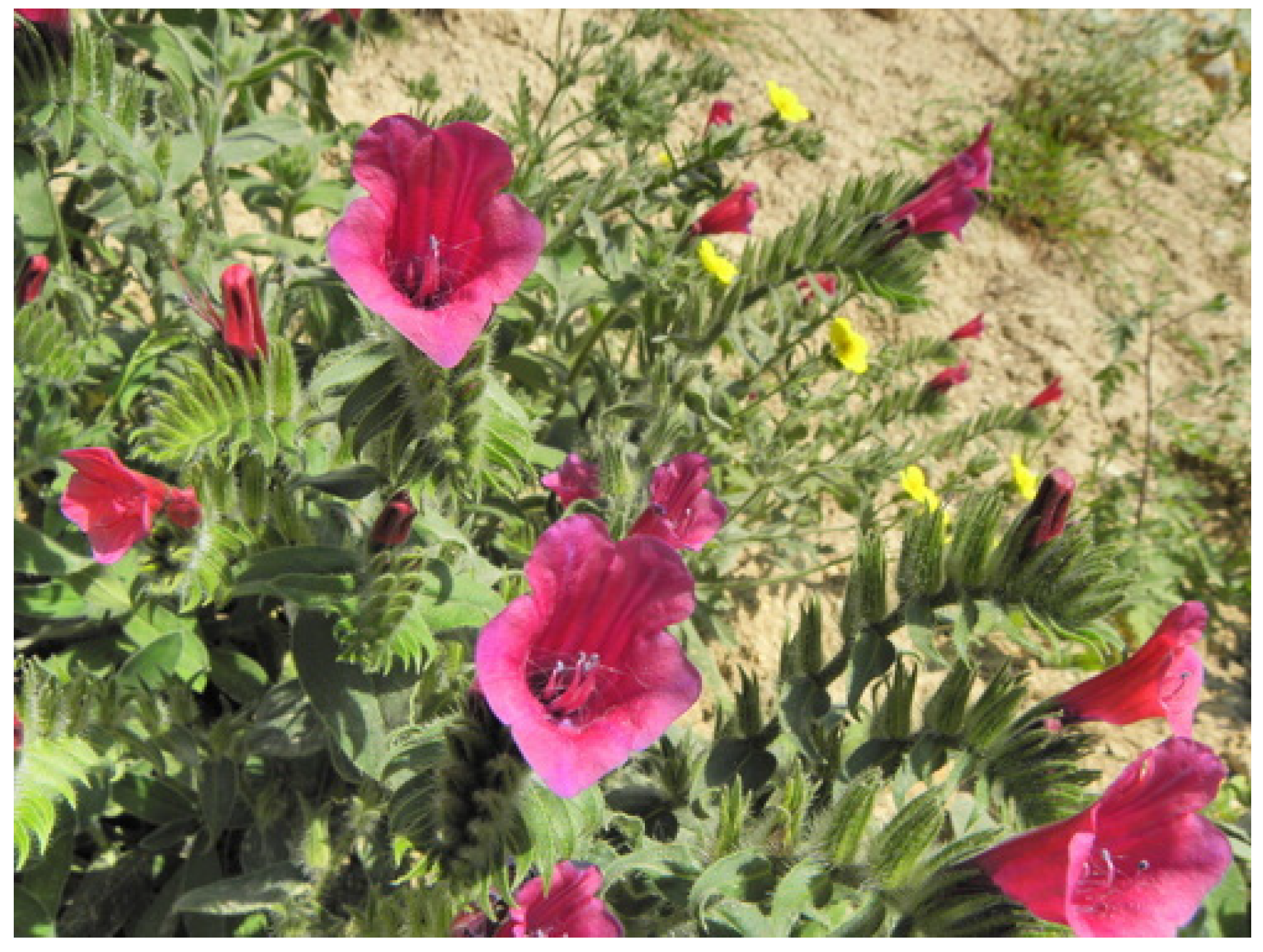 Plants 14 02548 g008 Plants 14 02548 g008