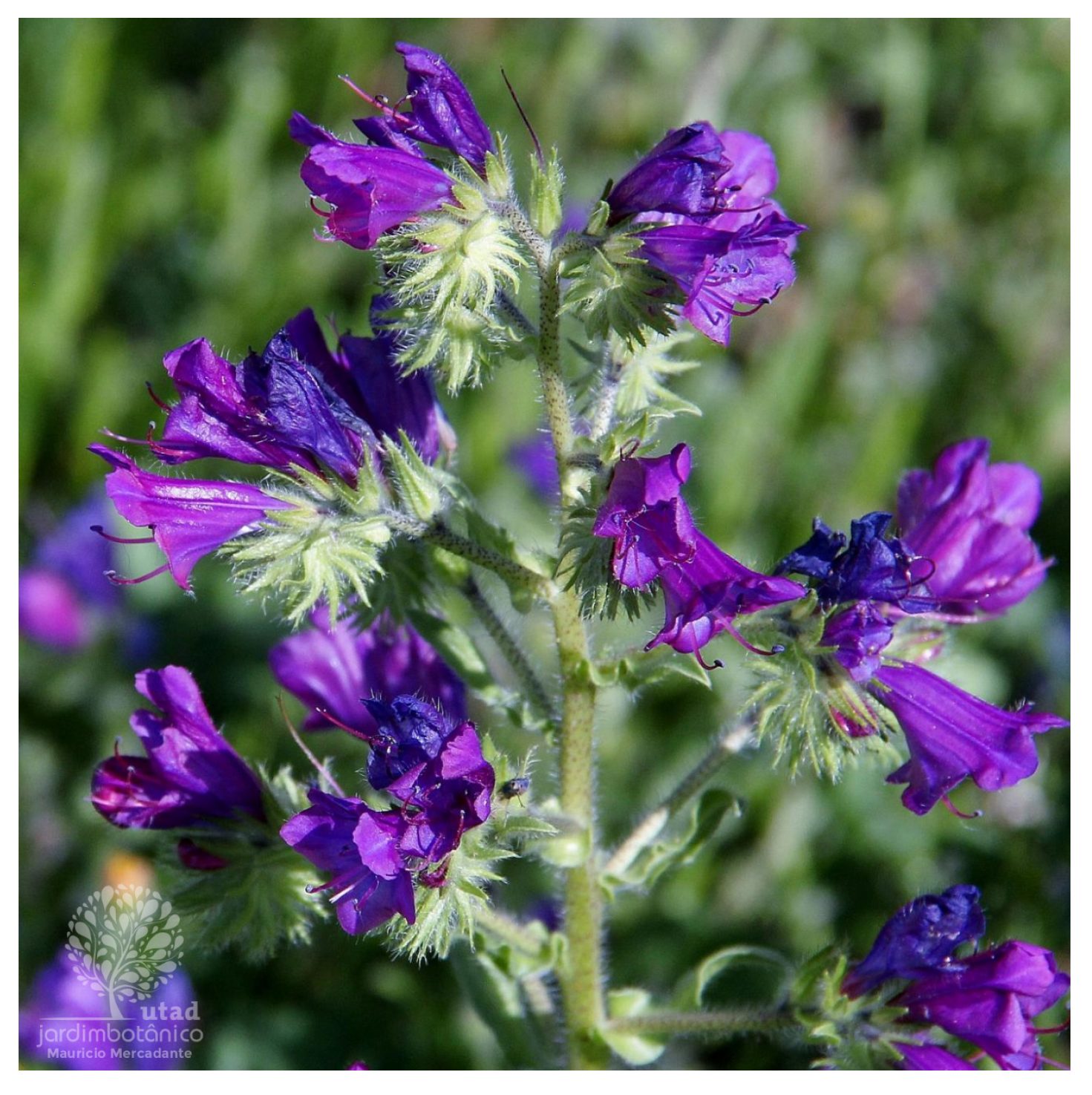 Plants 14 02548 g009 Plants 14 02548 g009