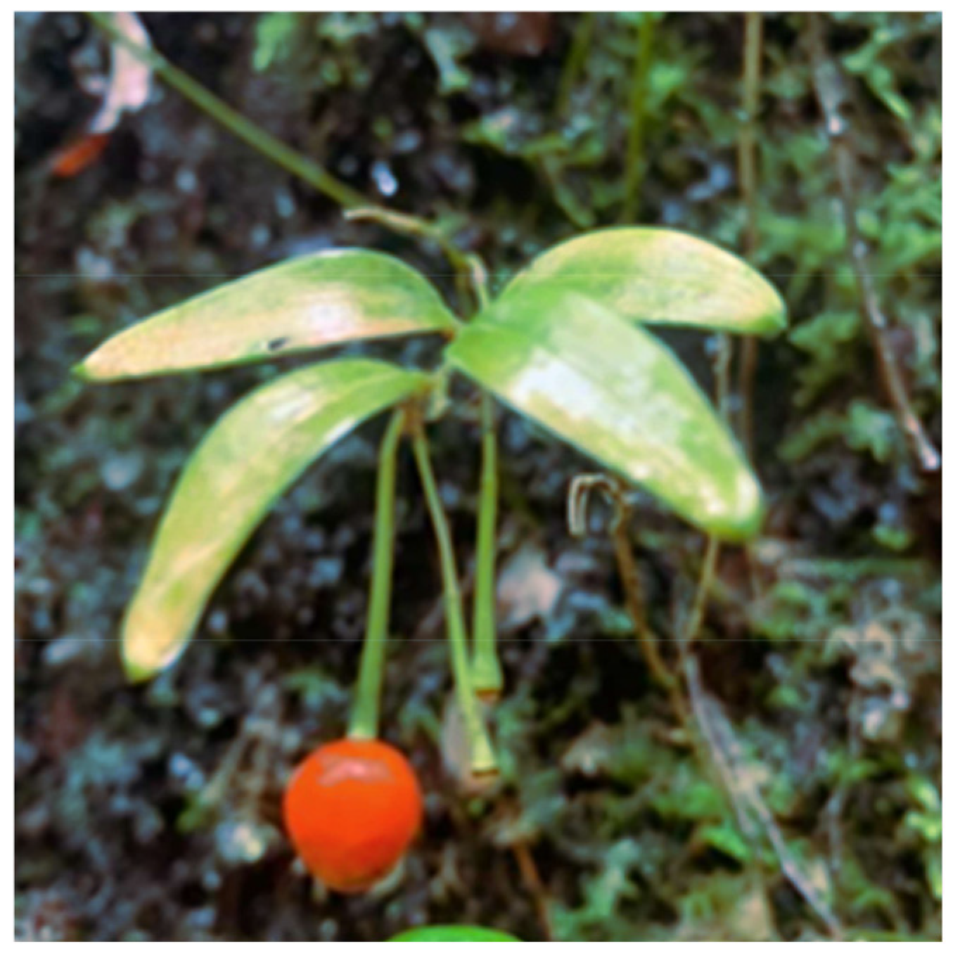 Plants 14 02555 g001 Plants 14 02555 g001