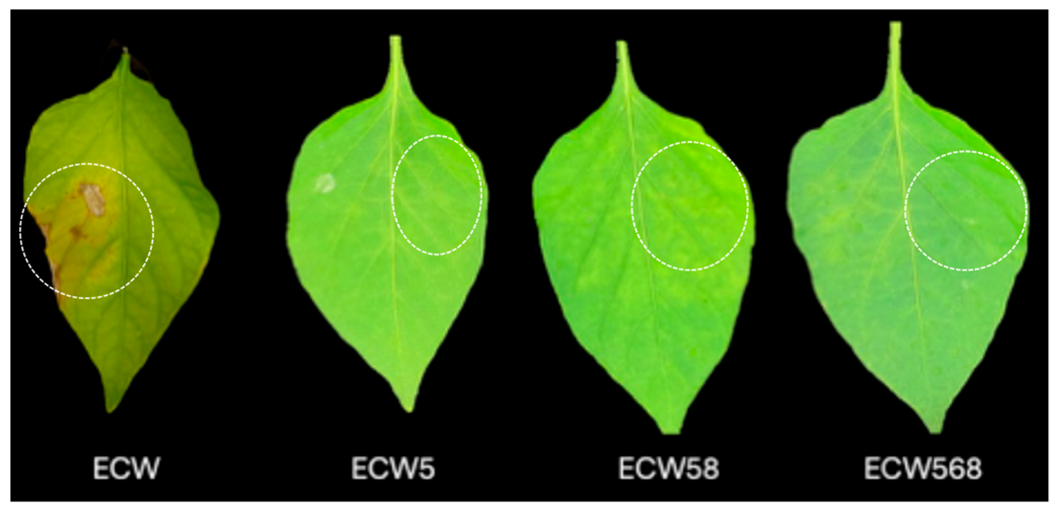 Plants 14 02559 g002 Plants 14 02559 g002