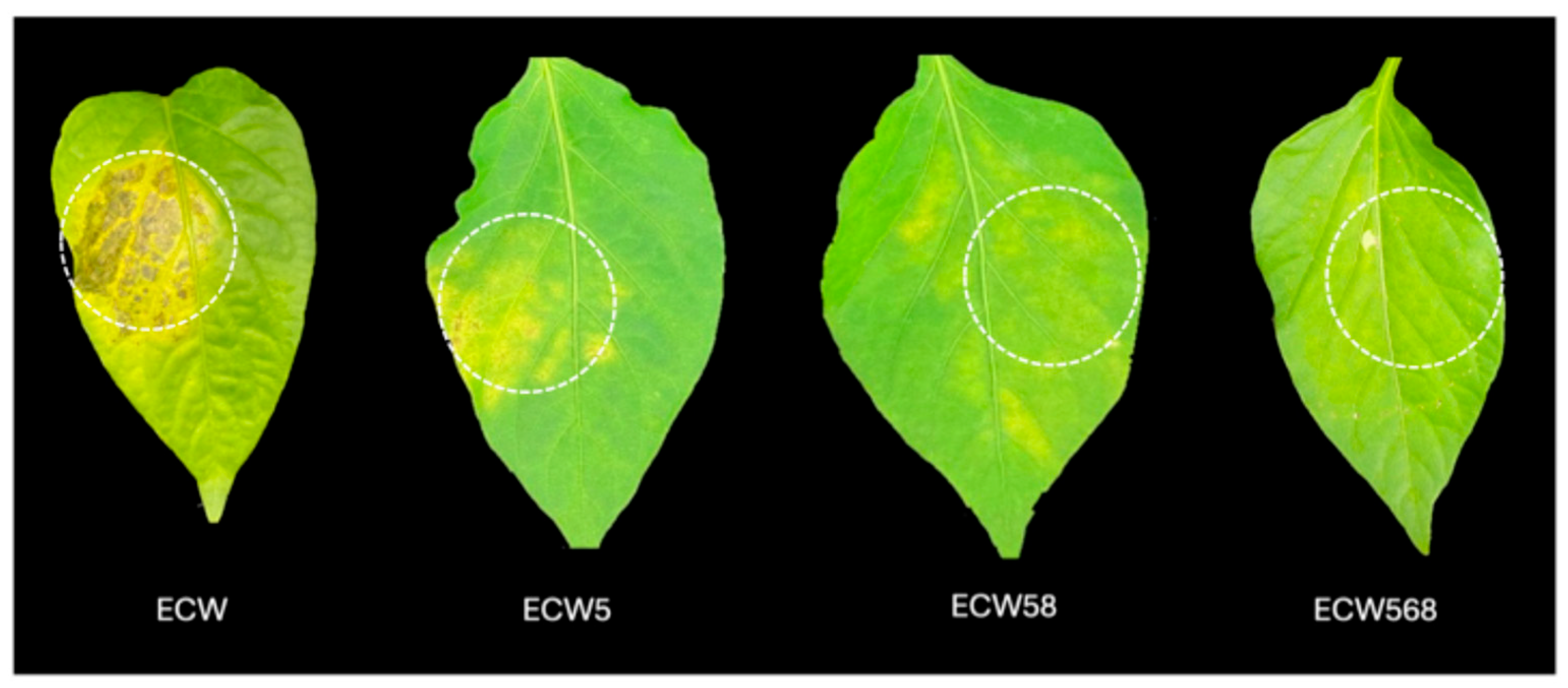 Plants 14 02559 g004 Plants 14 02559 g004