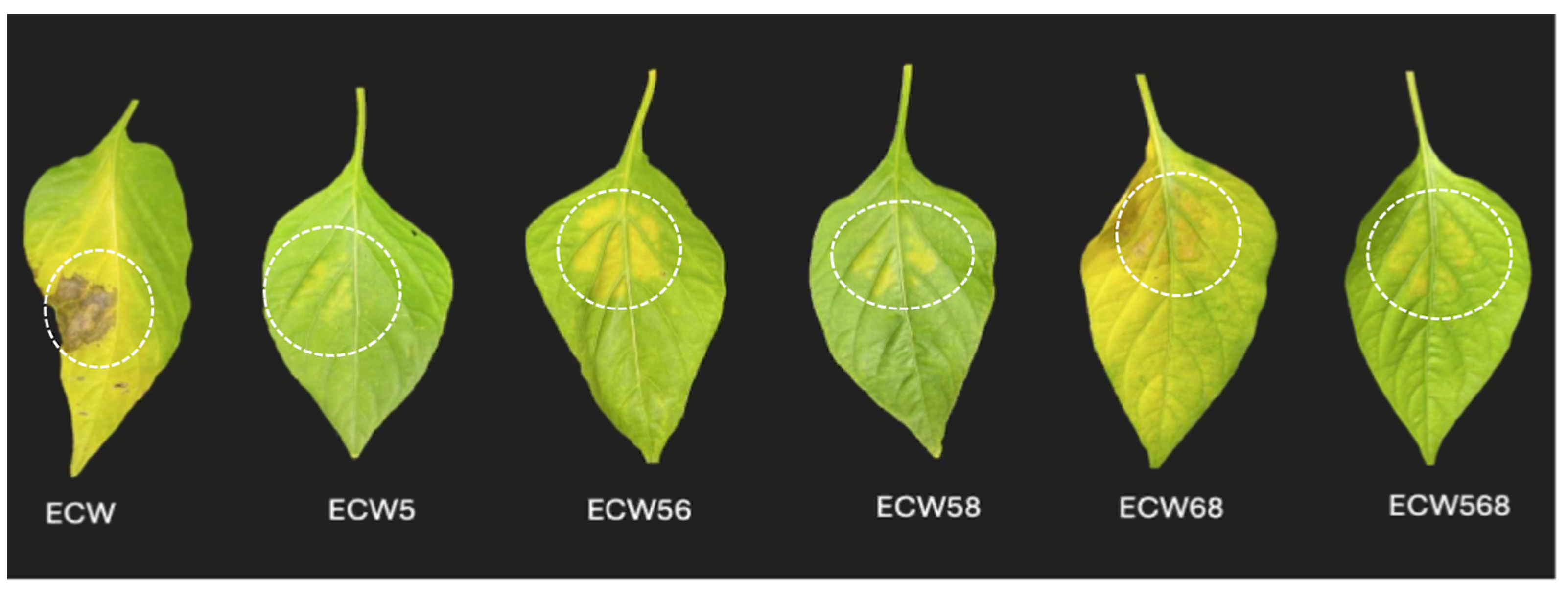 Plants 14 02559 g006 Plants 14 02559 g006