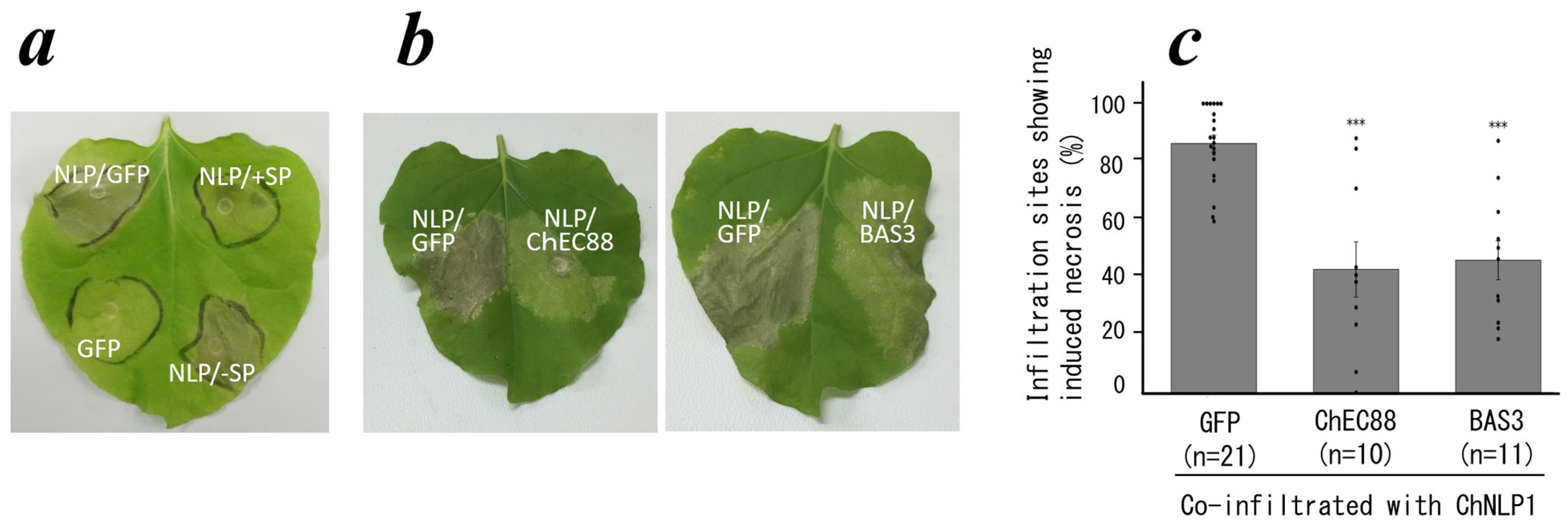 Plants 14 02562 g001