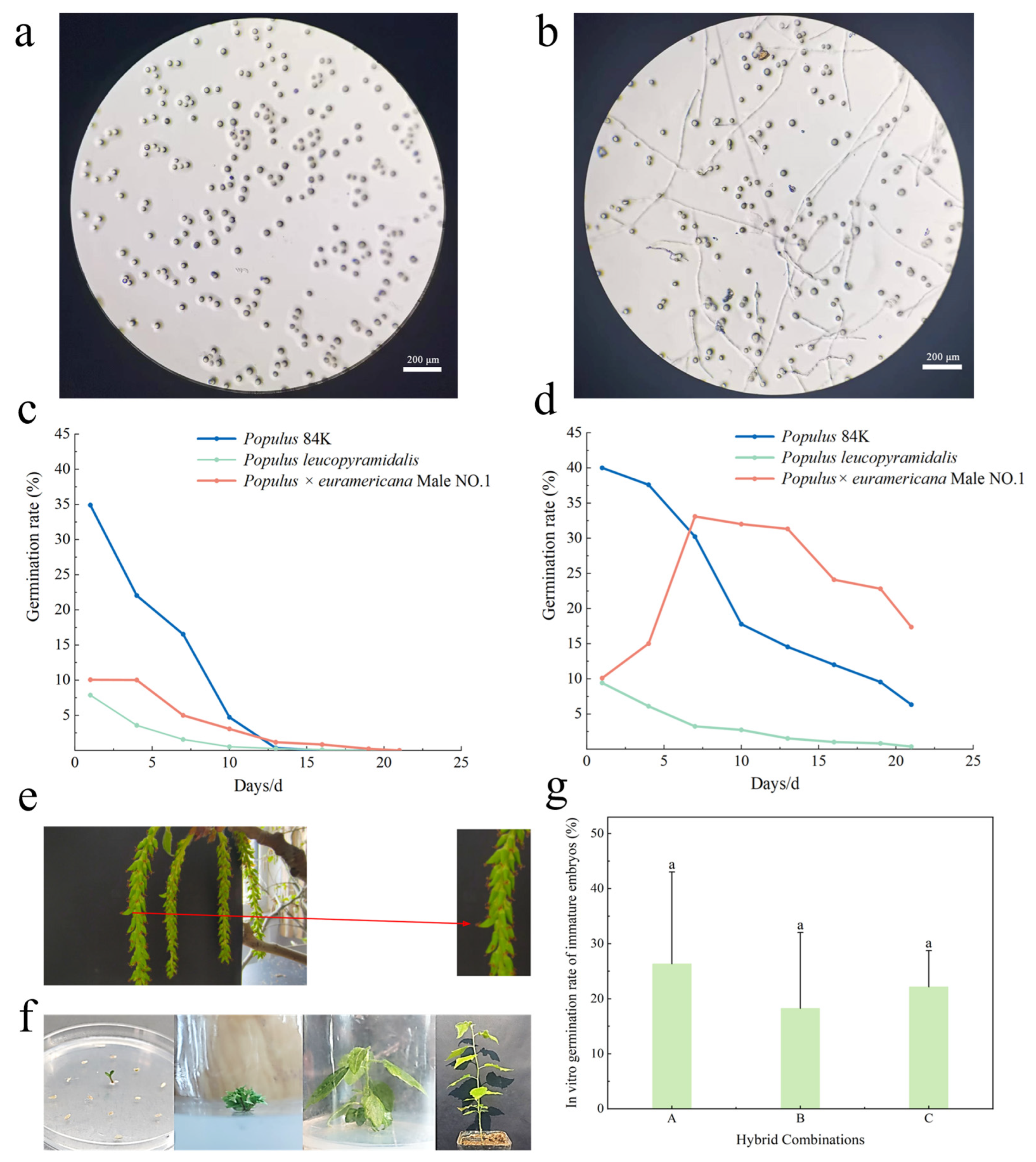 Plants 14 02563 g001