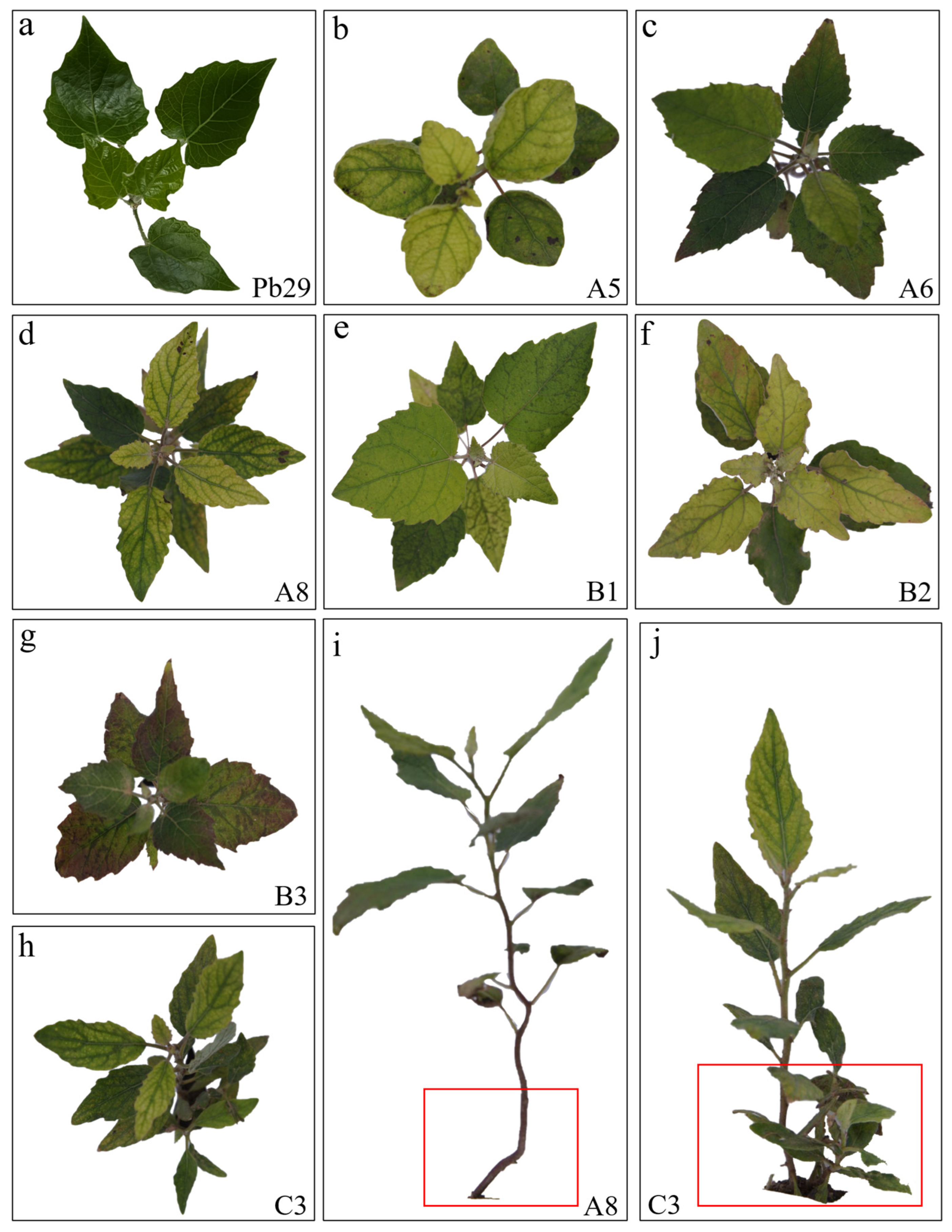 Plants 14 02563 g003