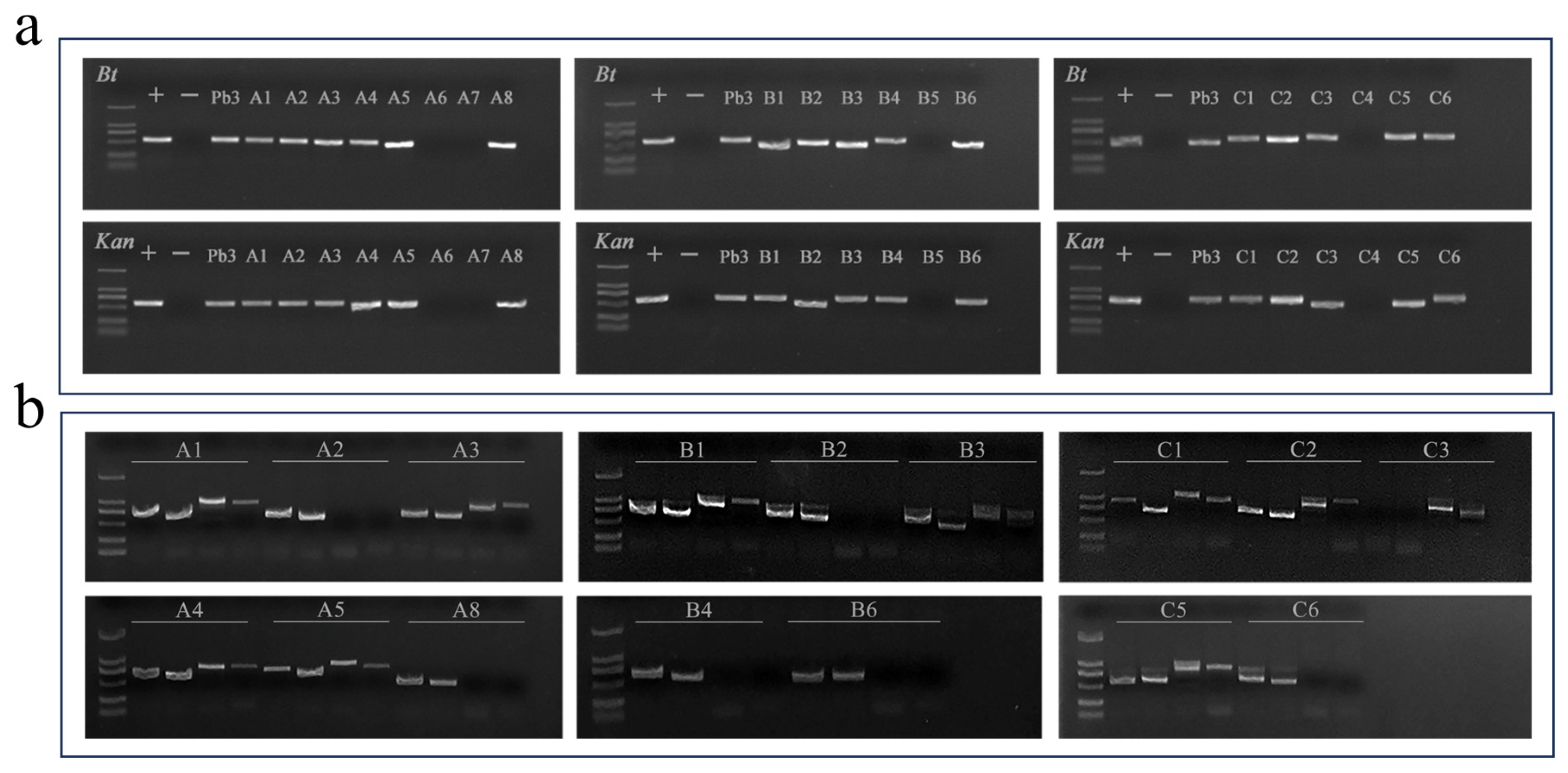 Plants 14 02563 g004
