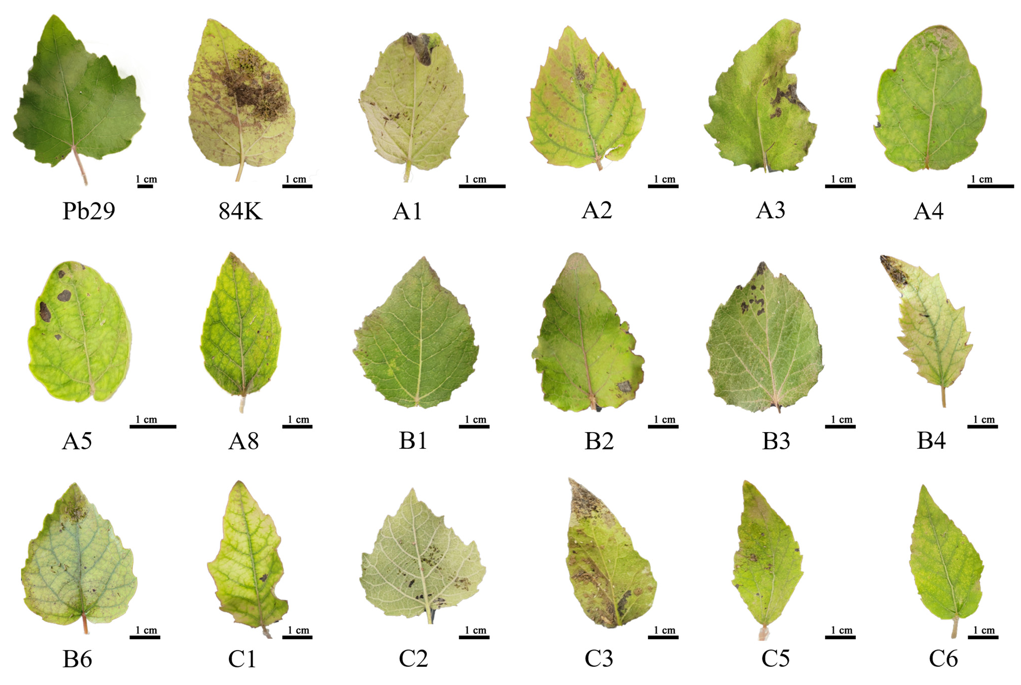 Plants 14 02563 g008