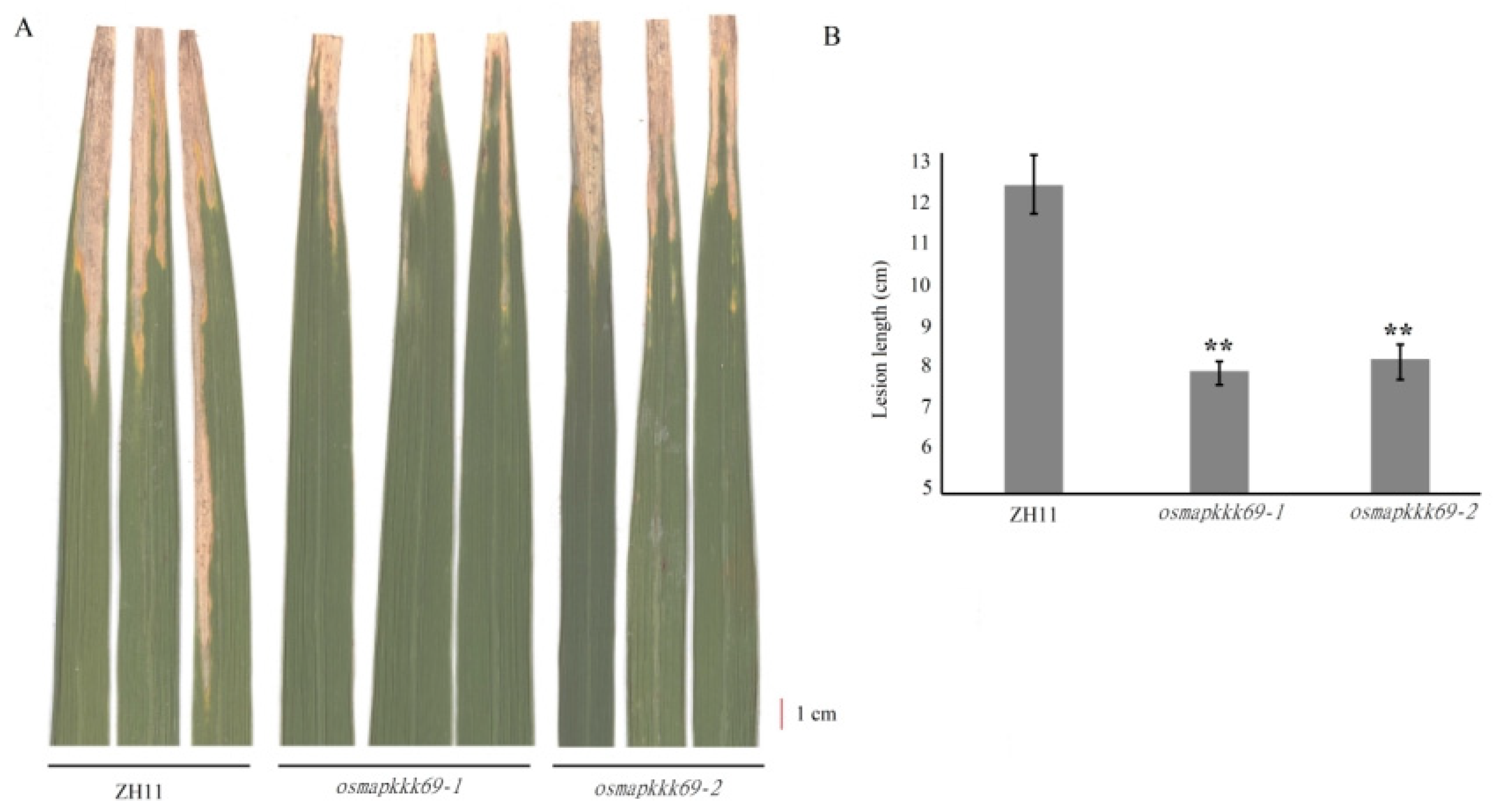 Plants 14 02566 g004