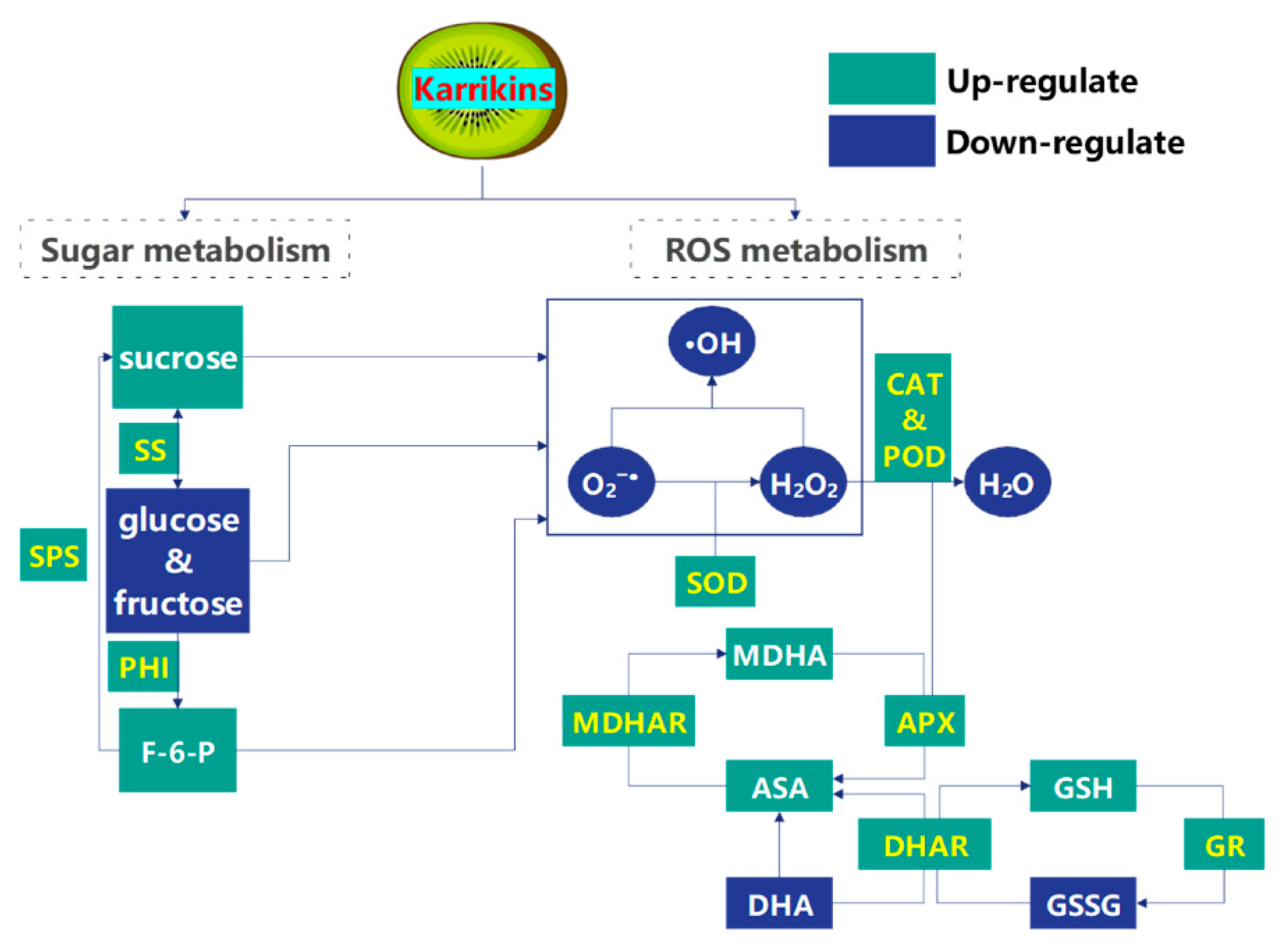 Plants 14 02567 g005 Plants 14 02567 g005