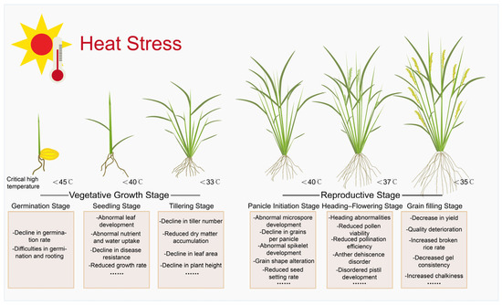 Rice Heat Stress Response: Physiological Changes and Molecular ...