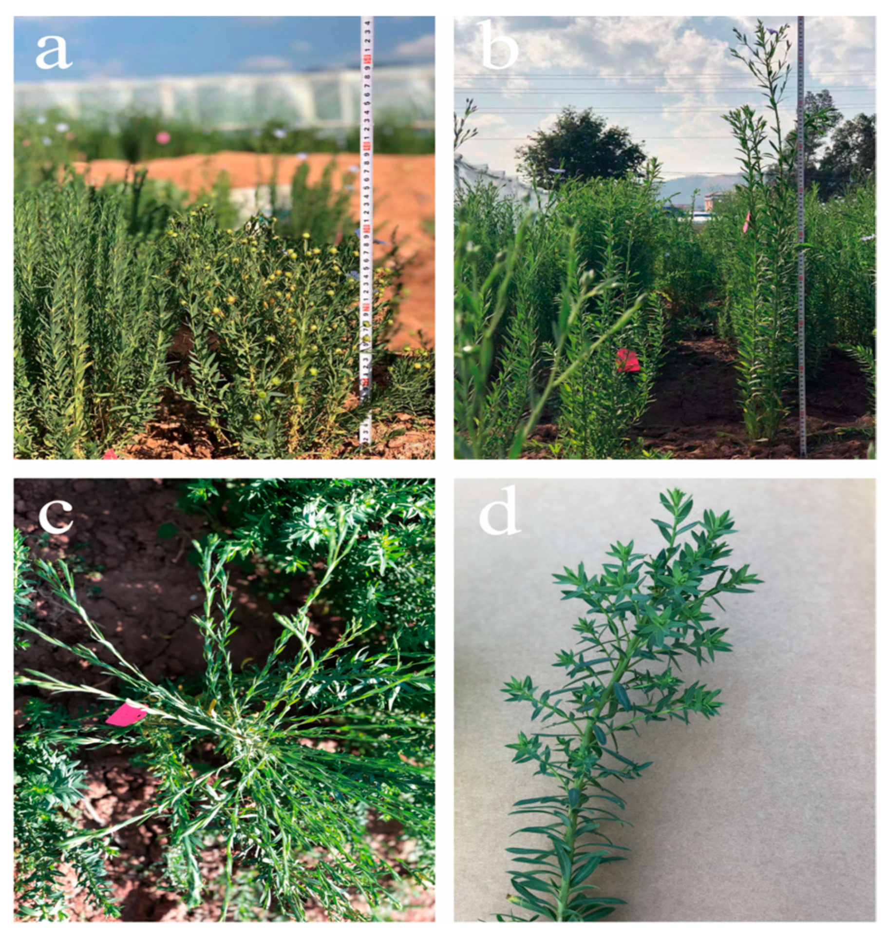 Plants 14 02583 g002