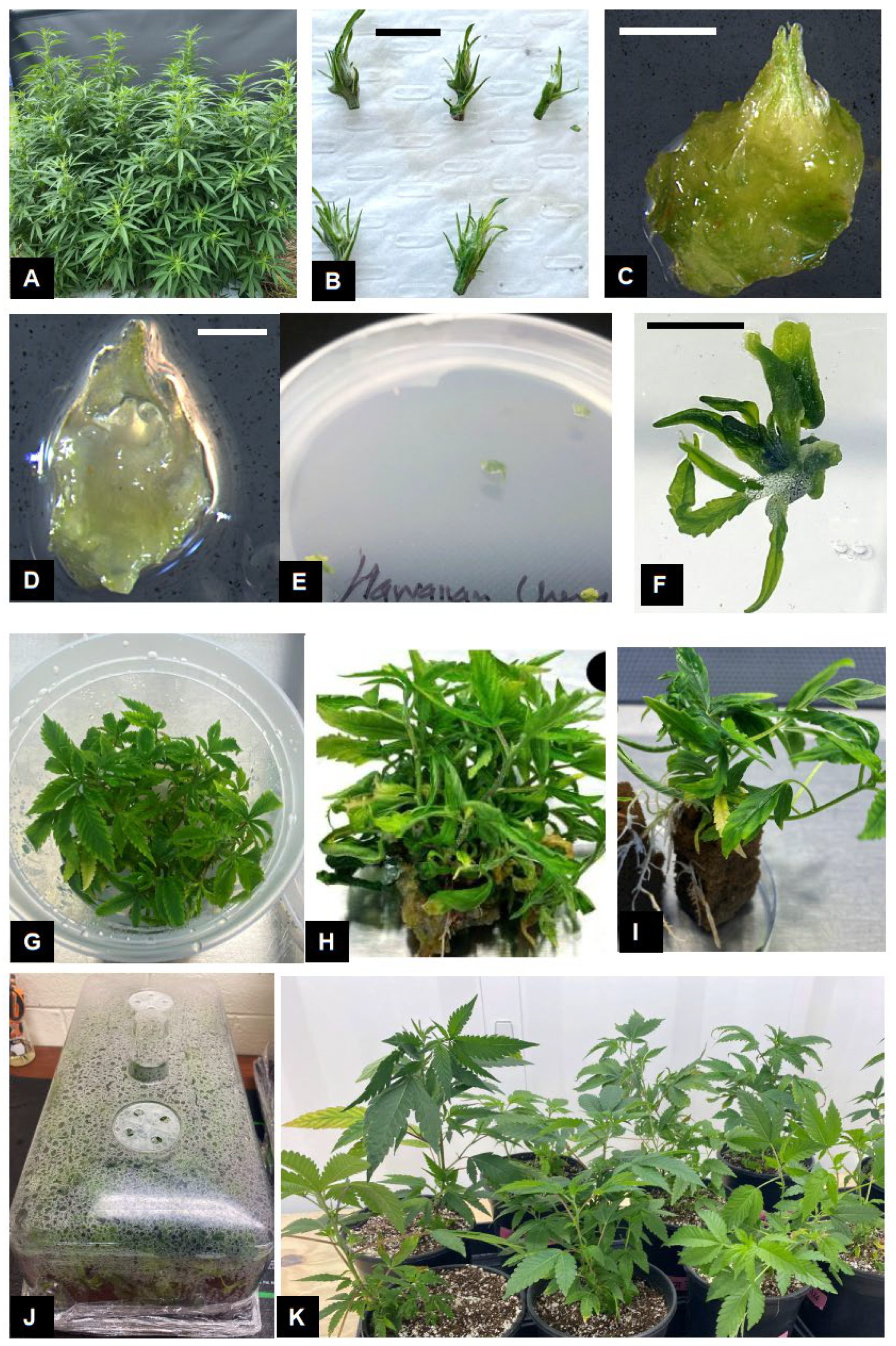 Plants 14 02586 g001