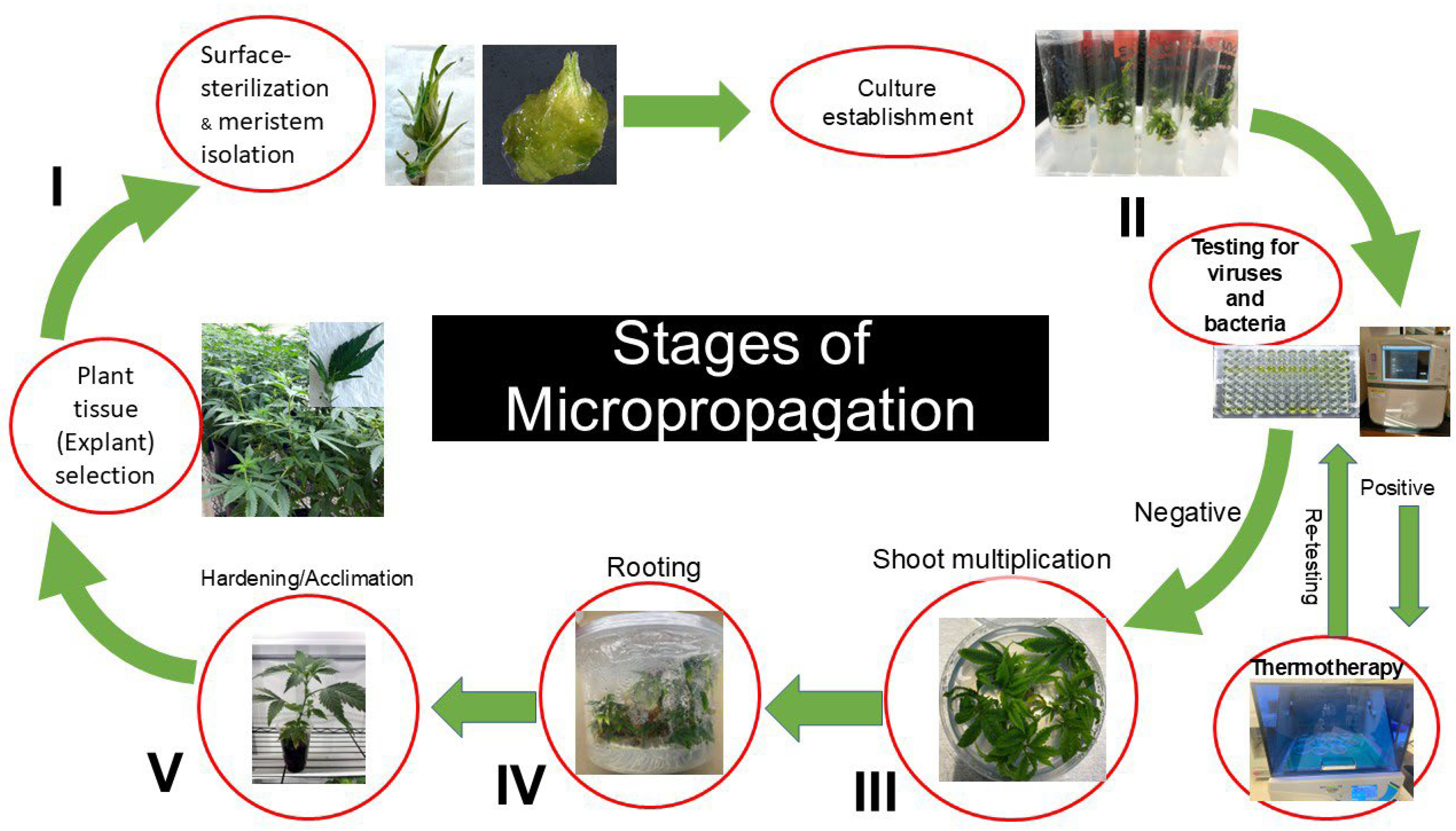 Plants 14 02586 g006