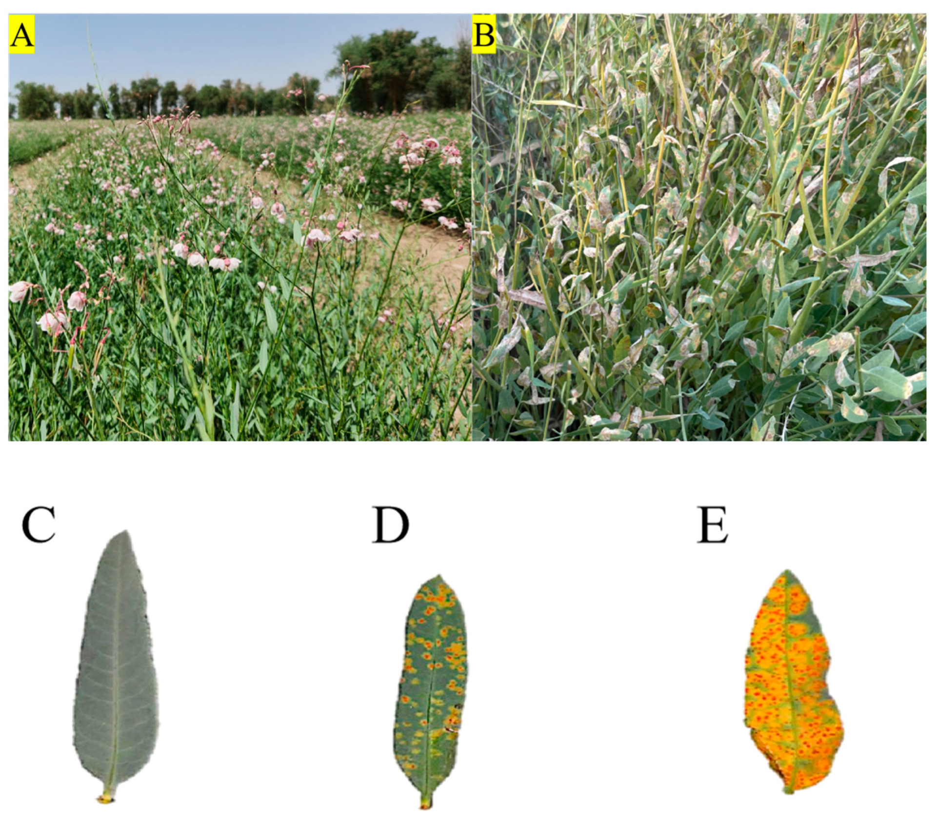 Plants 14 02589 g012 Plants 14 02589 g012