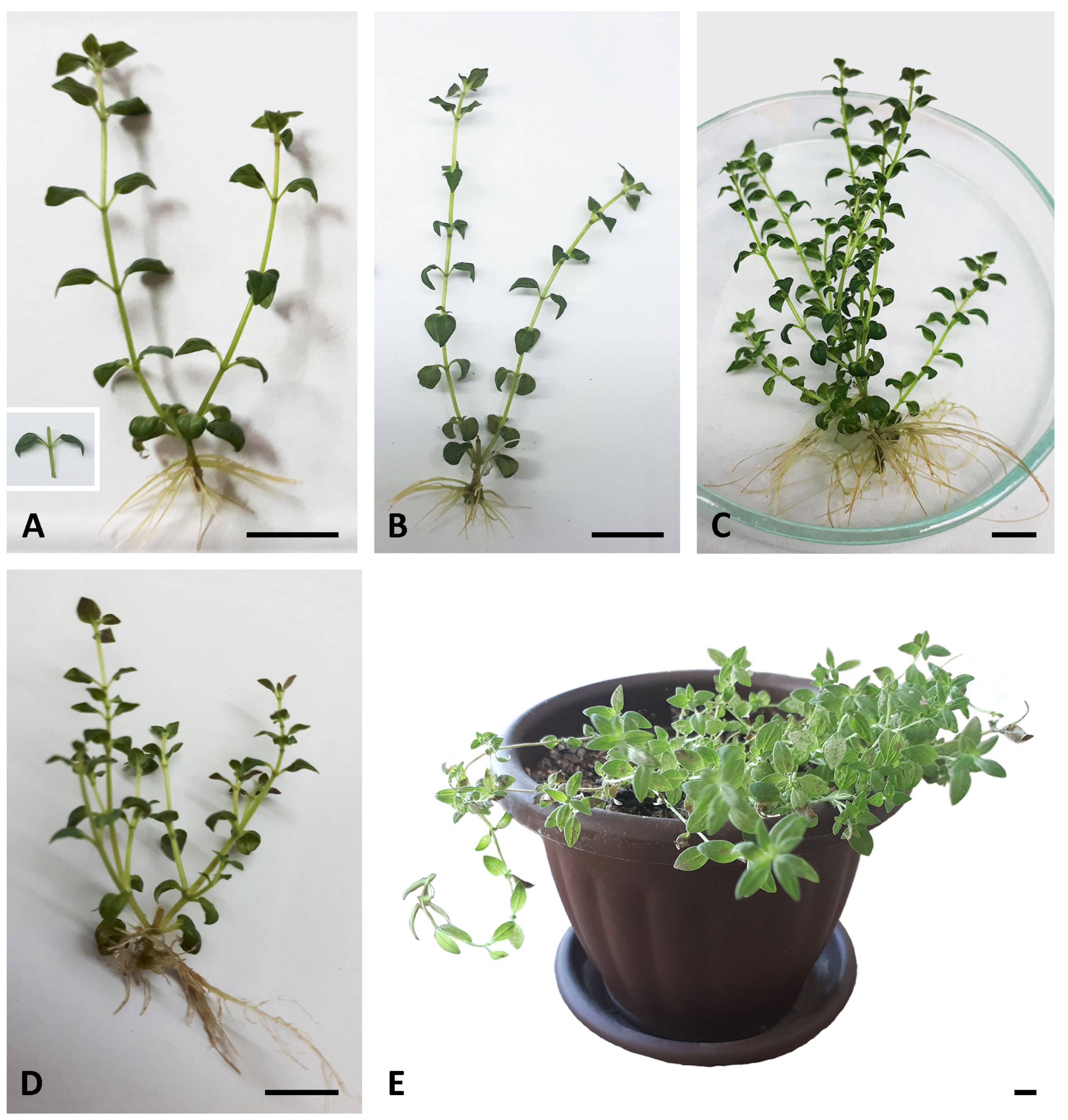 Plants 14 02592 g001 Plants 14 02592 g001