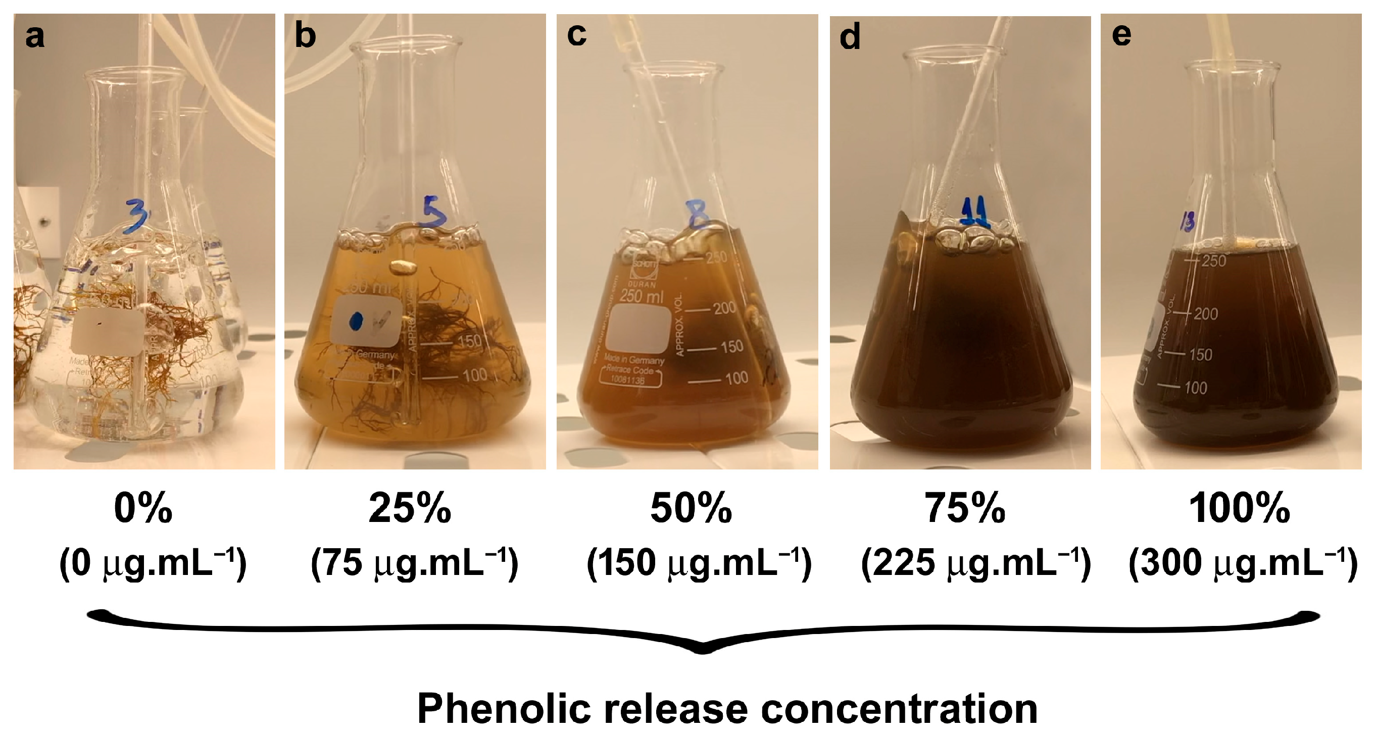 Plants 14 02594 g001