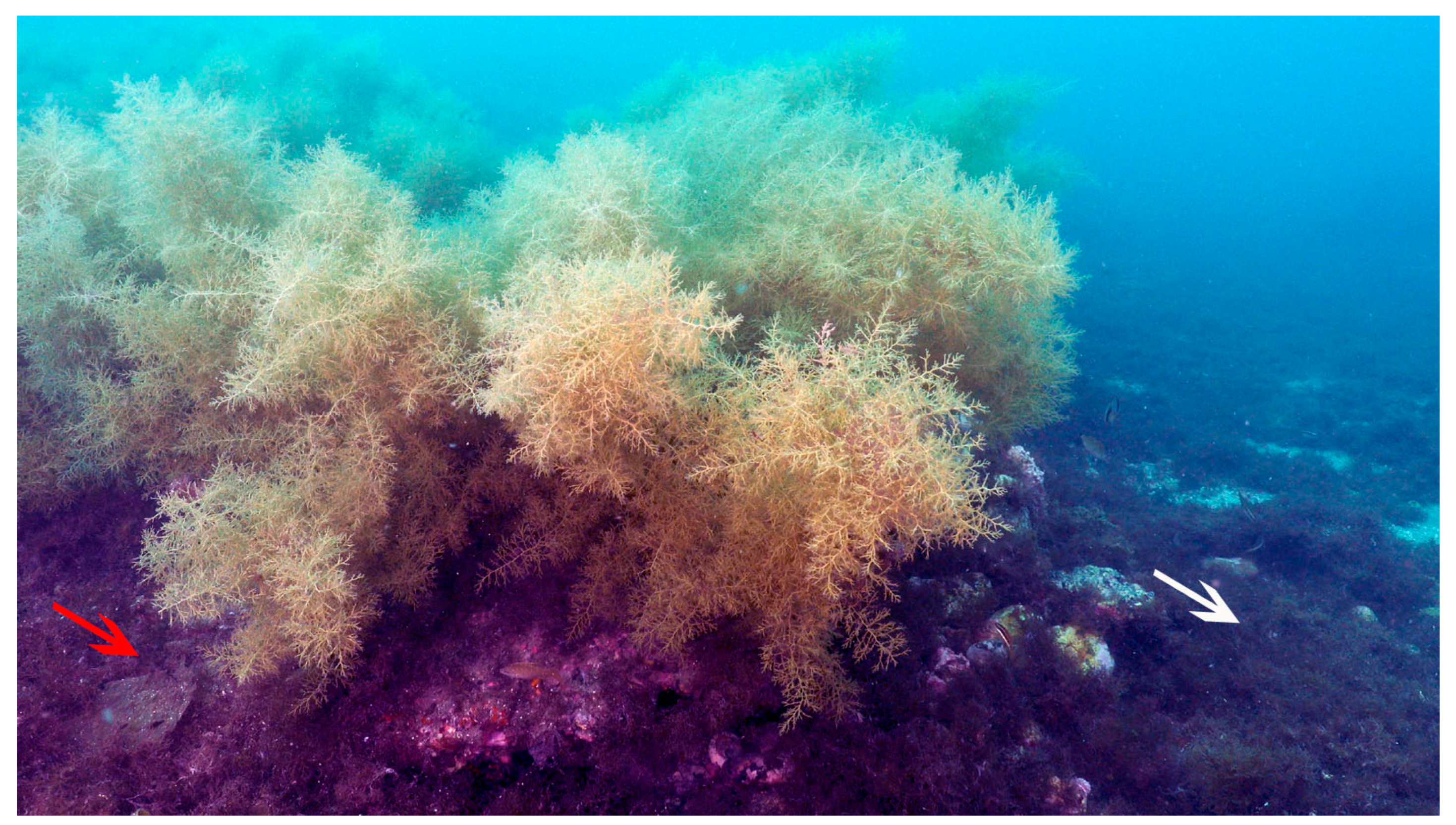 Plants 14 02594 g006