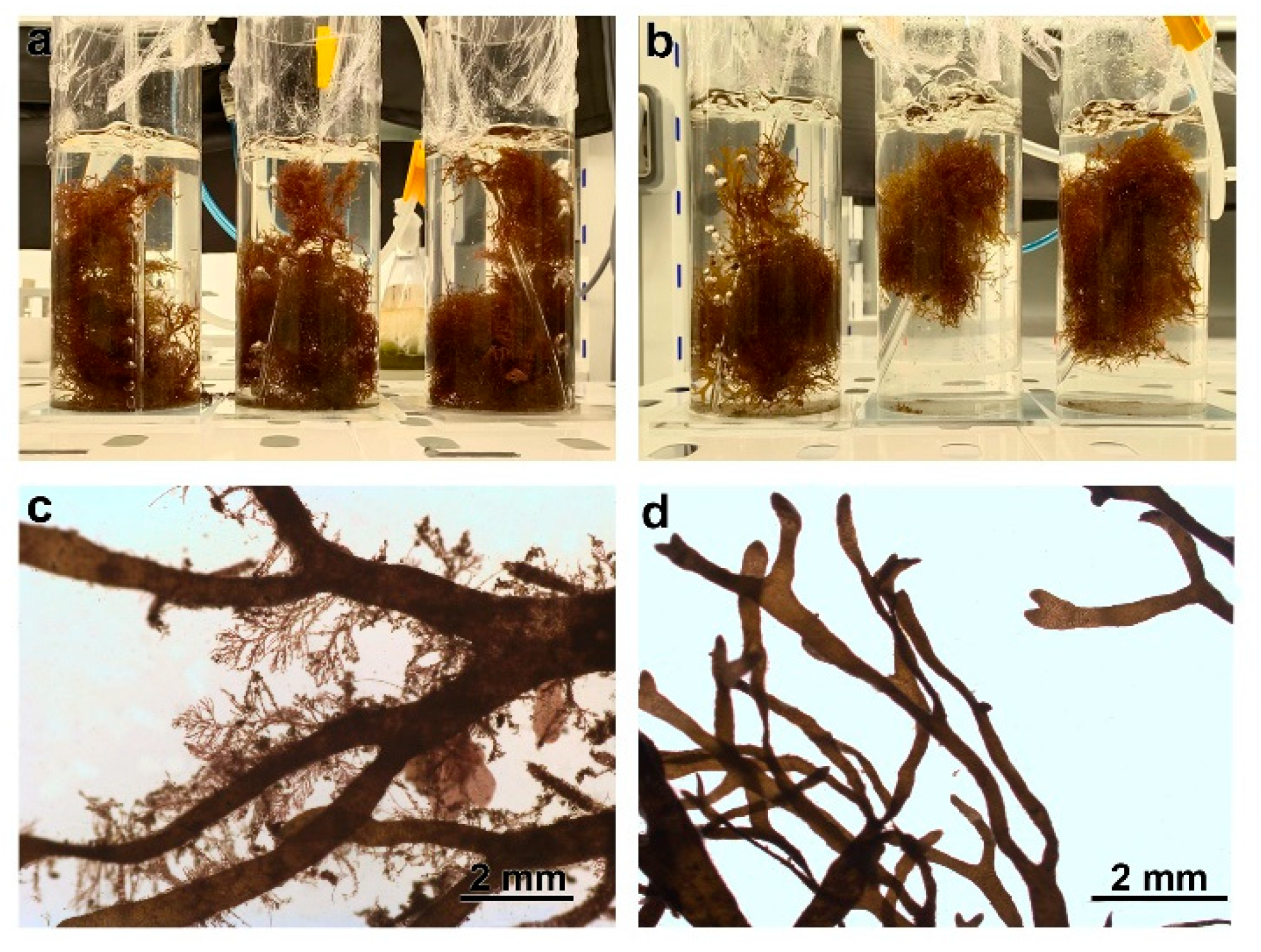 Plants 14 02594 g008