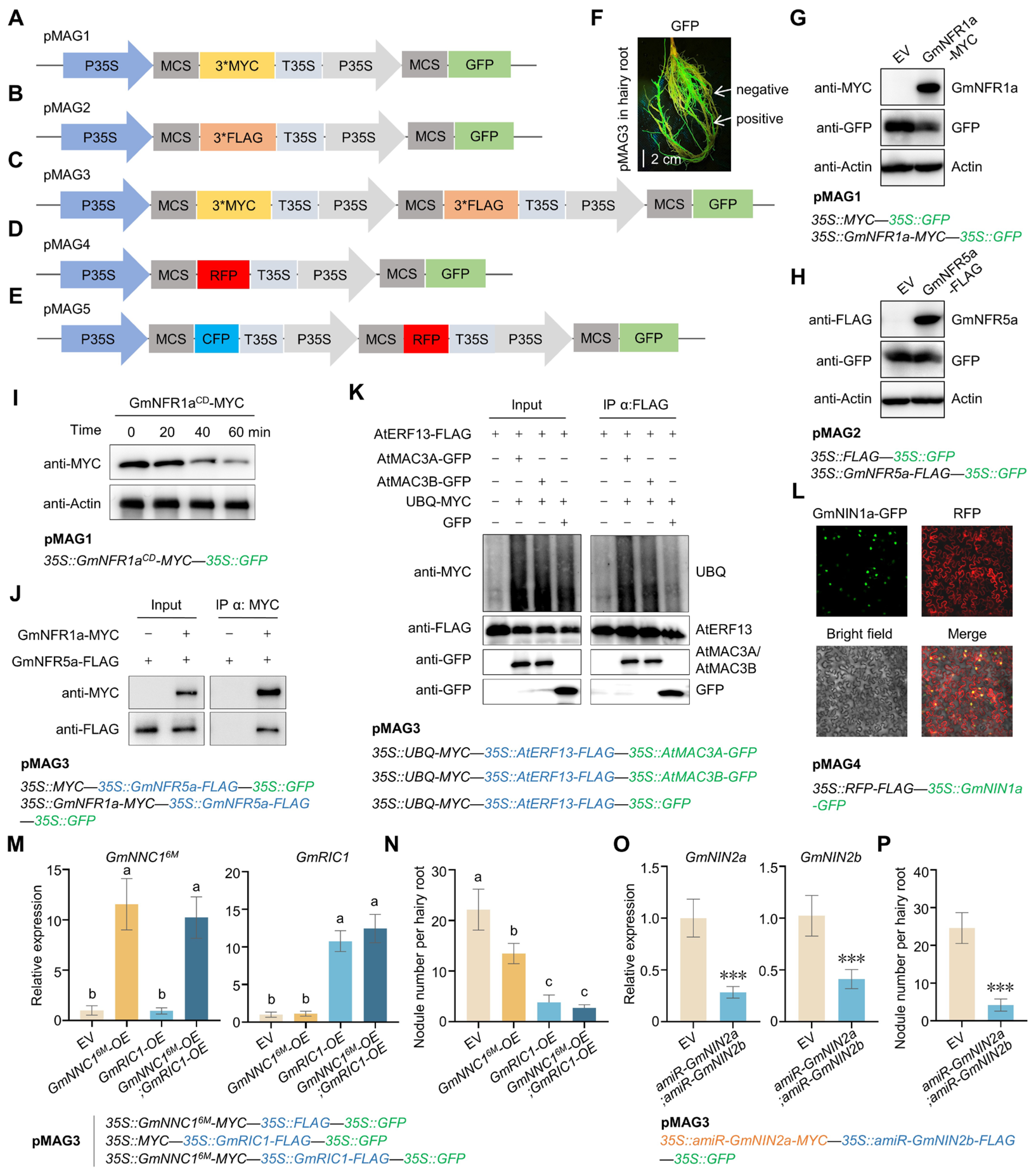 Plants 14 02602 g001