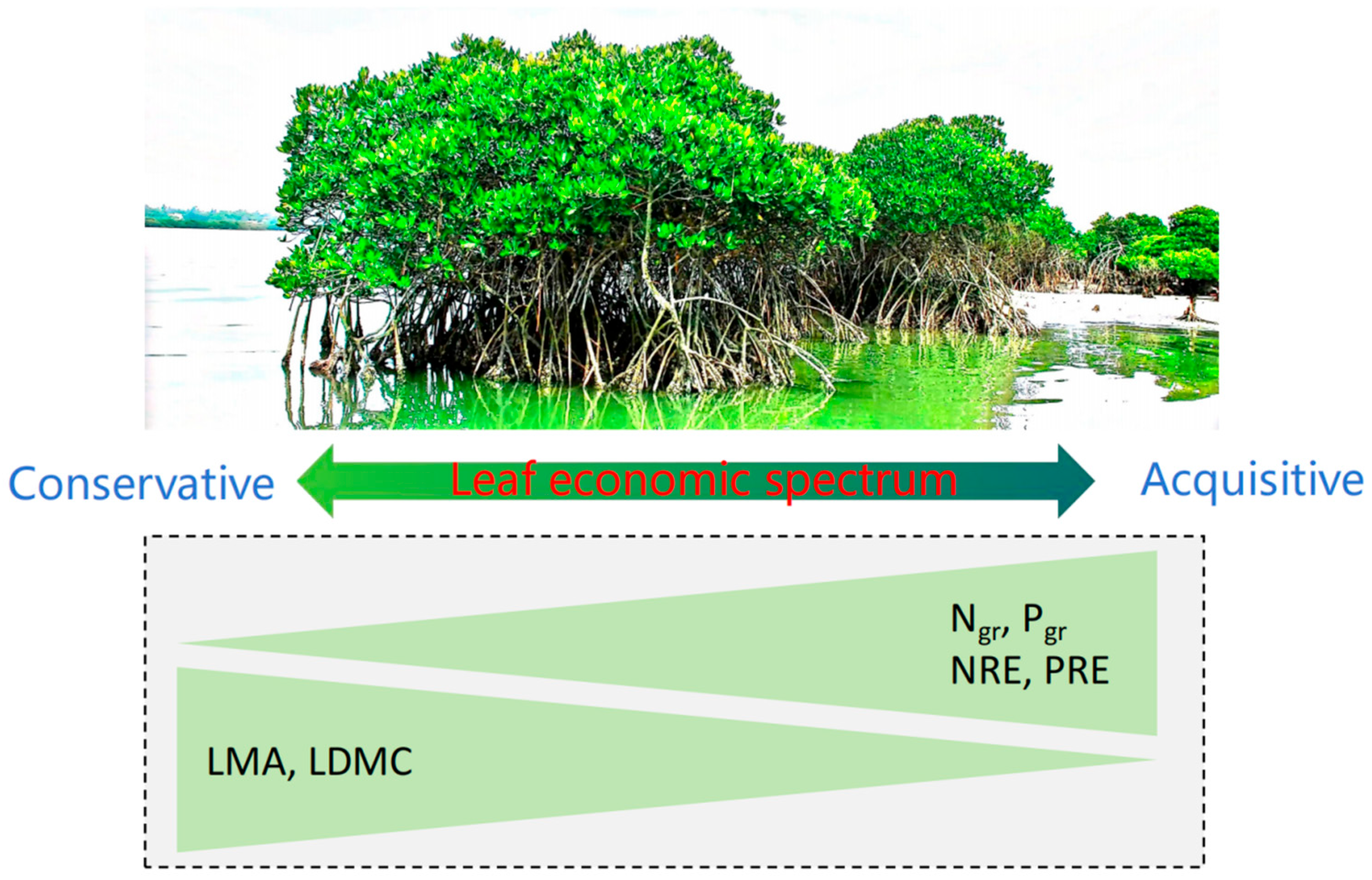Plants 14 02610 g004 Plants 14 02610 g004