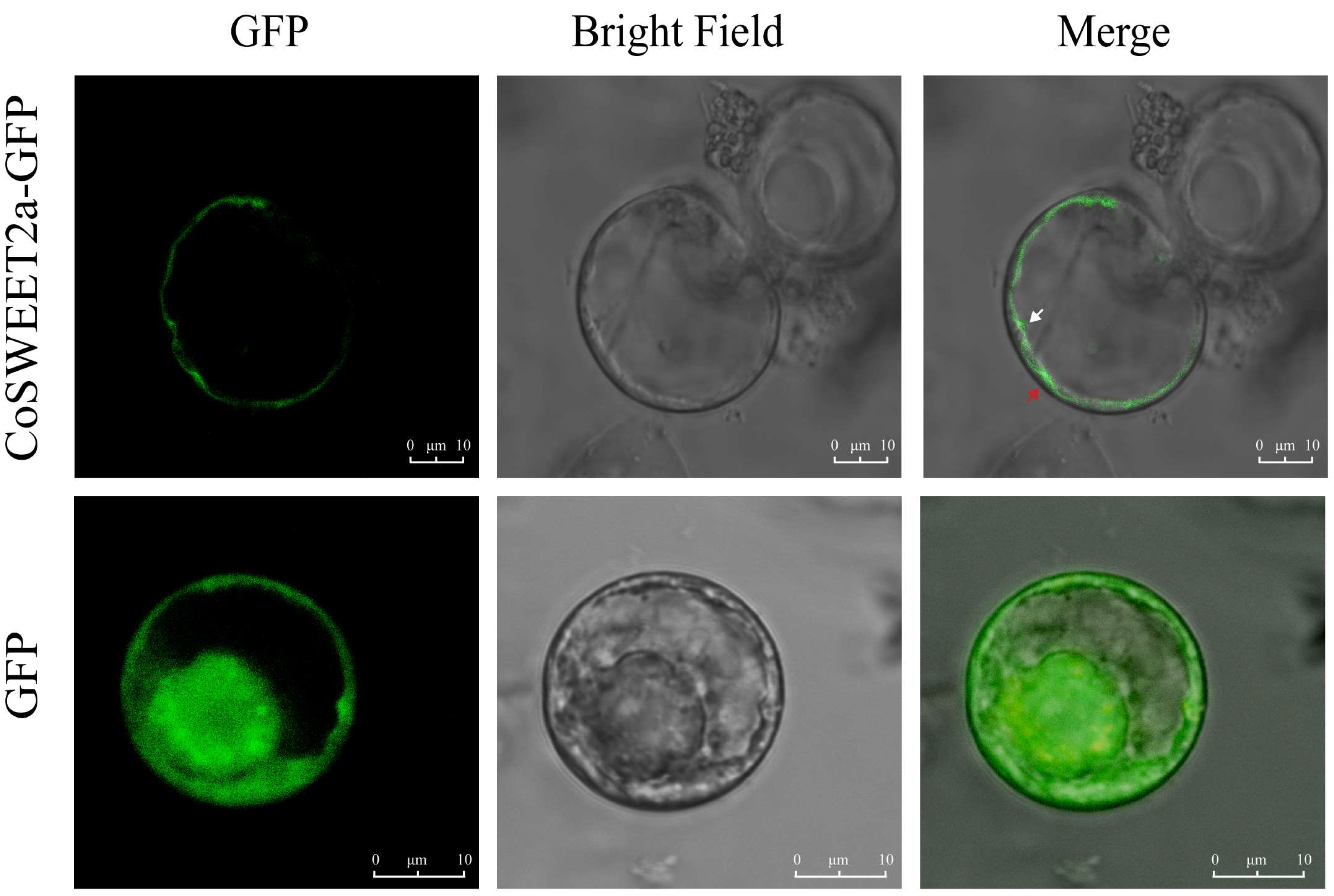 Plants 14 02618 g001