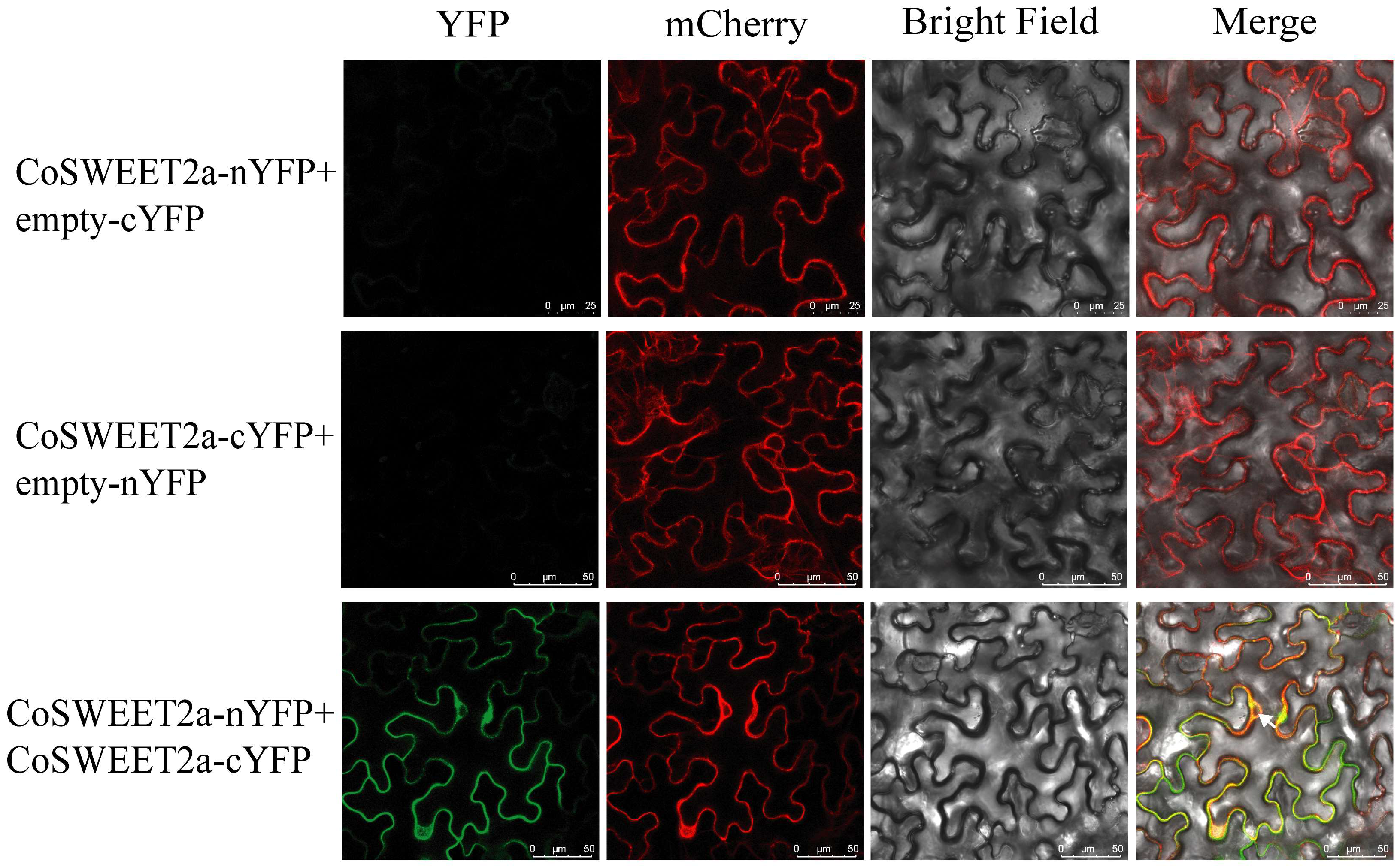 Plants 14 02618 g003