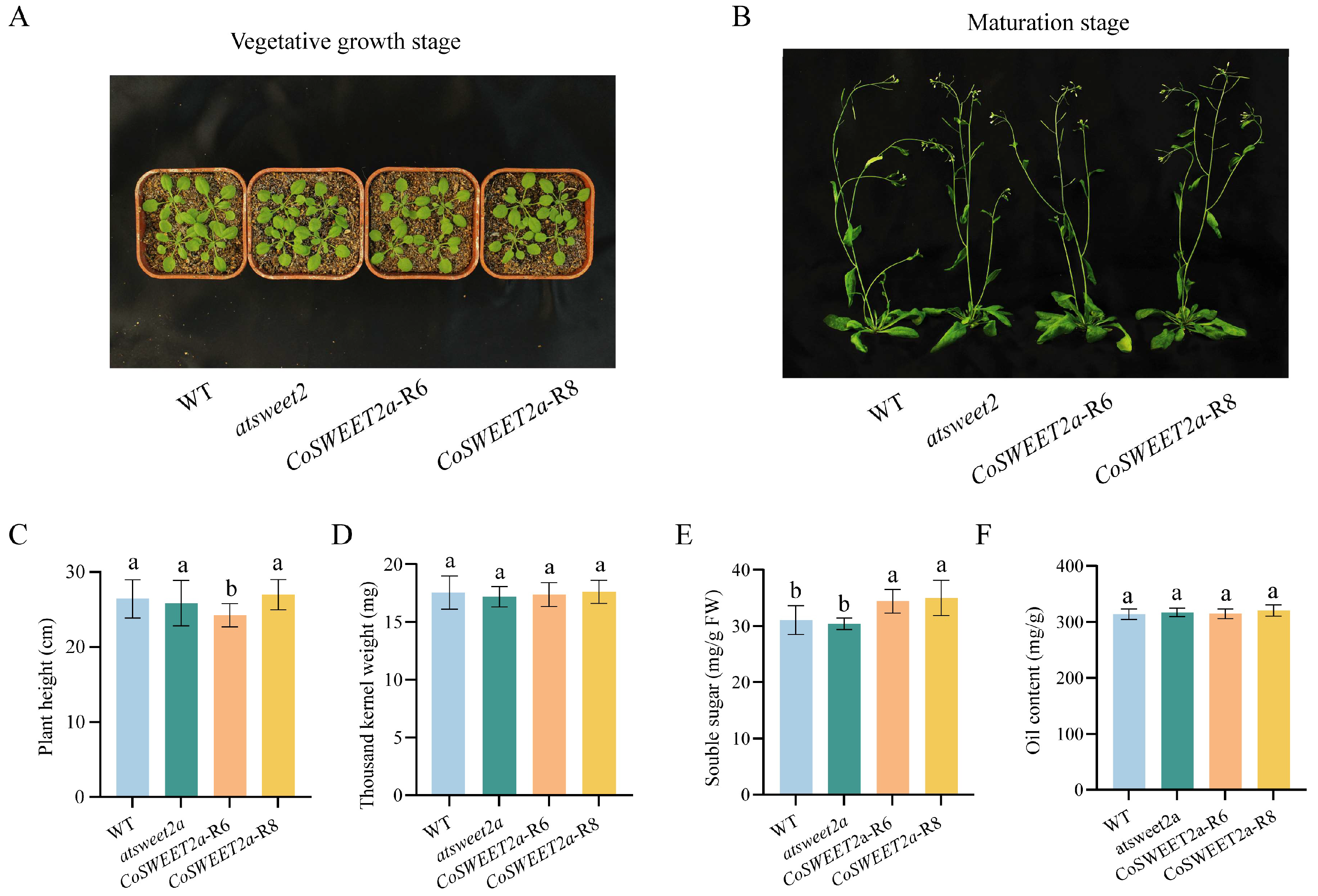 Plants 14 02618 g004