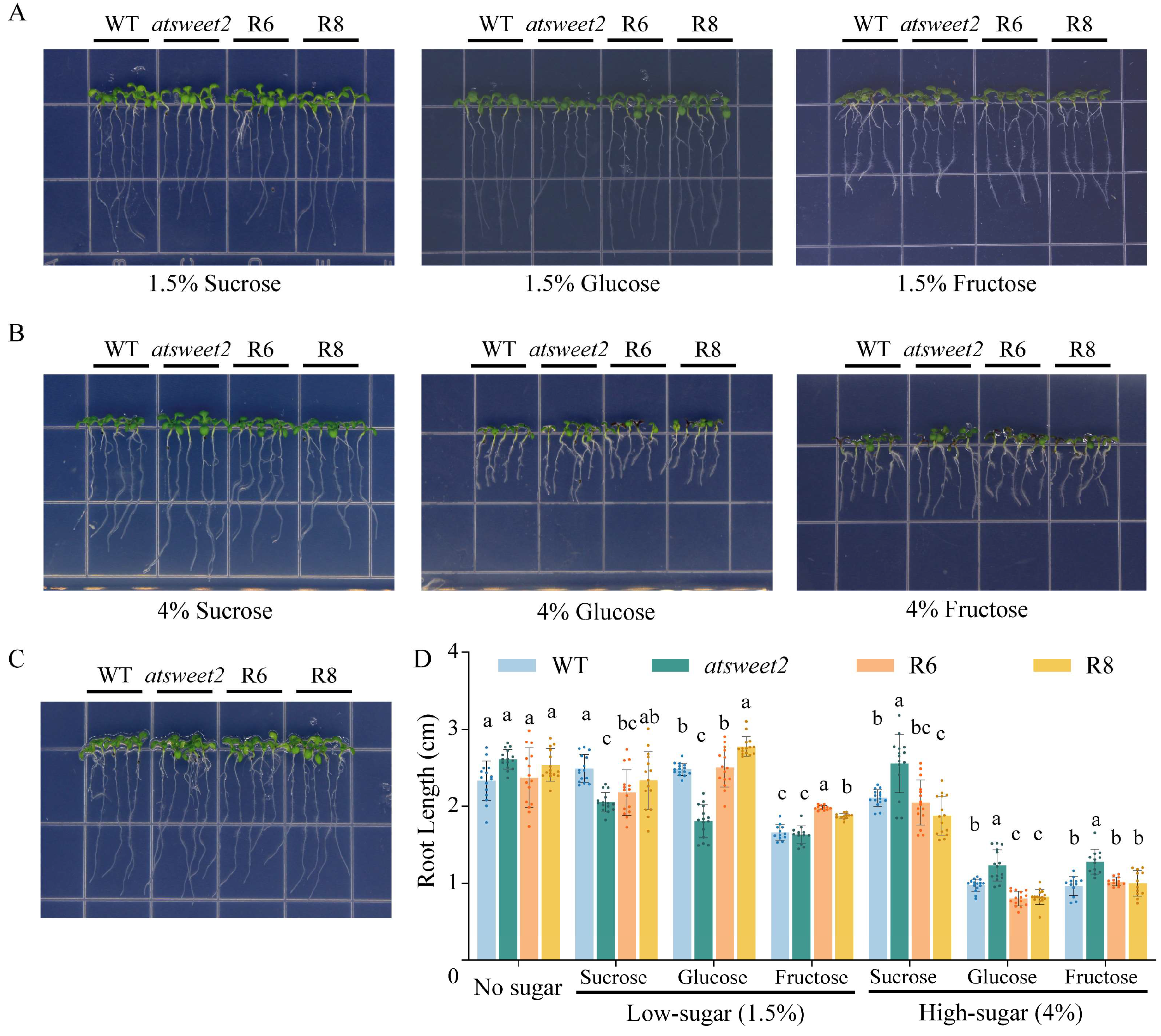 Plants 14 02618 g005