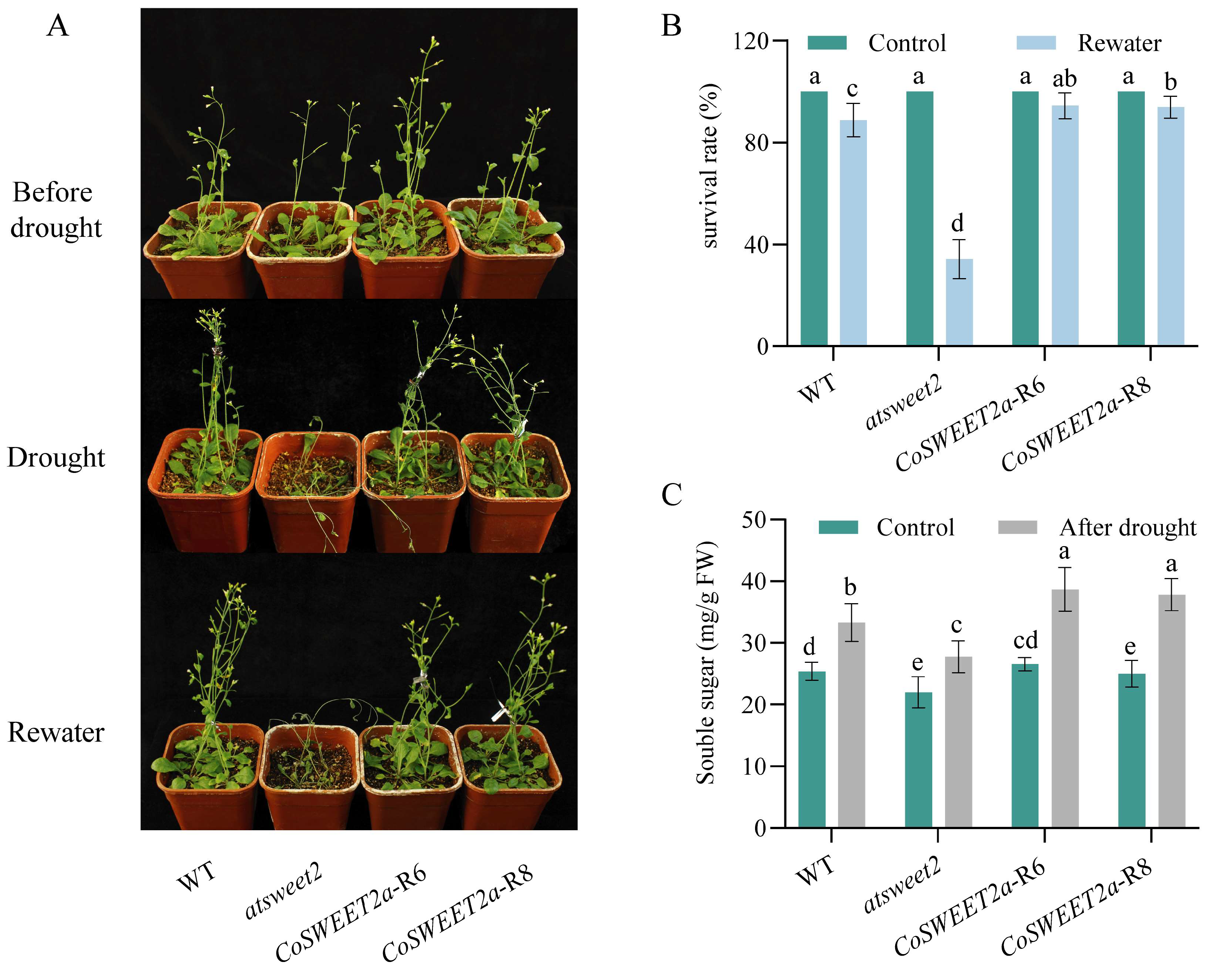 Plants 14 02618 g006