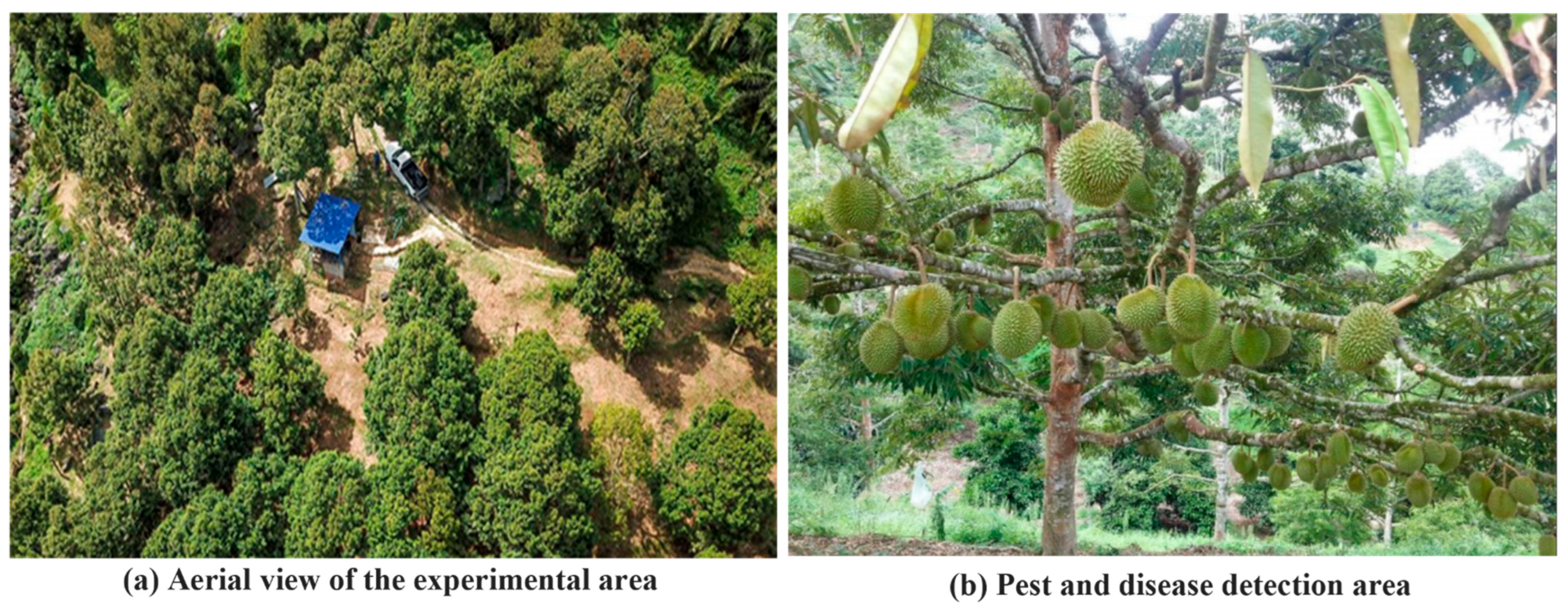 Plants 14 02619 g001