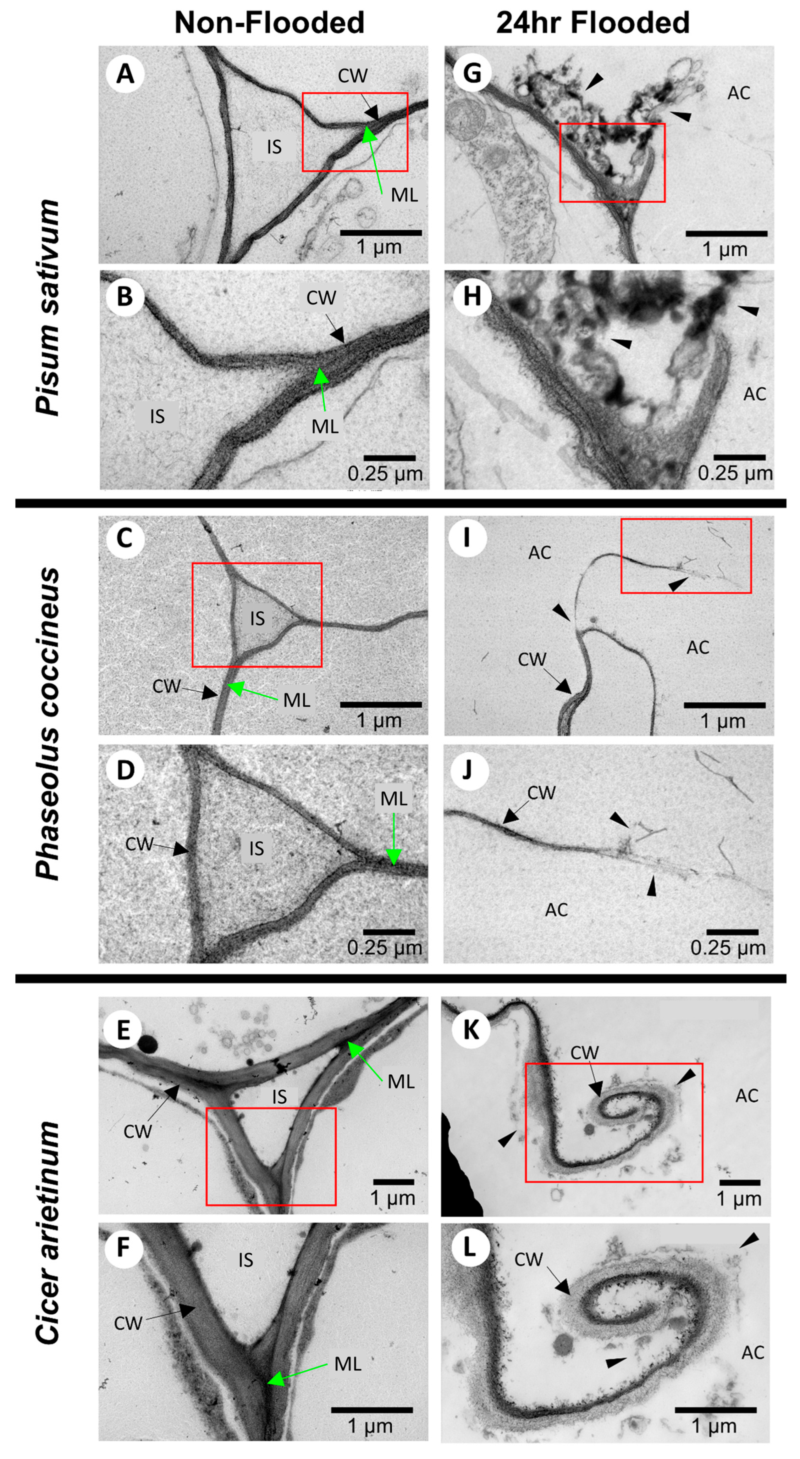 Plants 14 02620 g001
