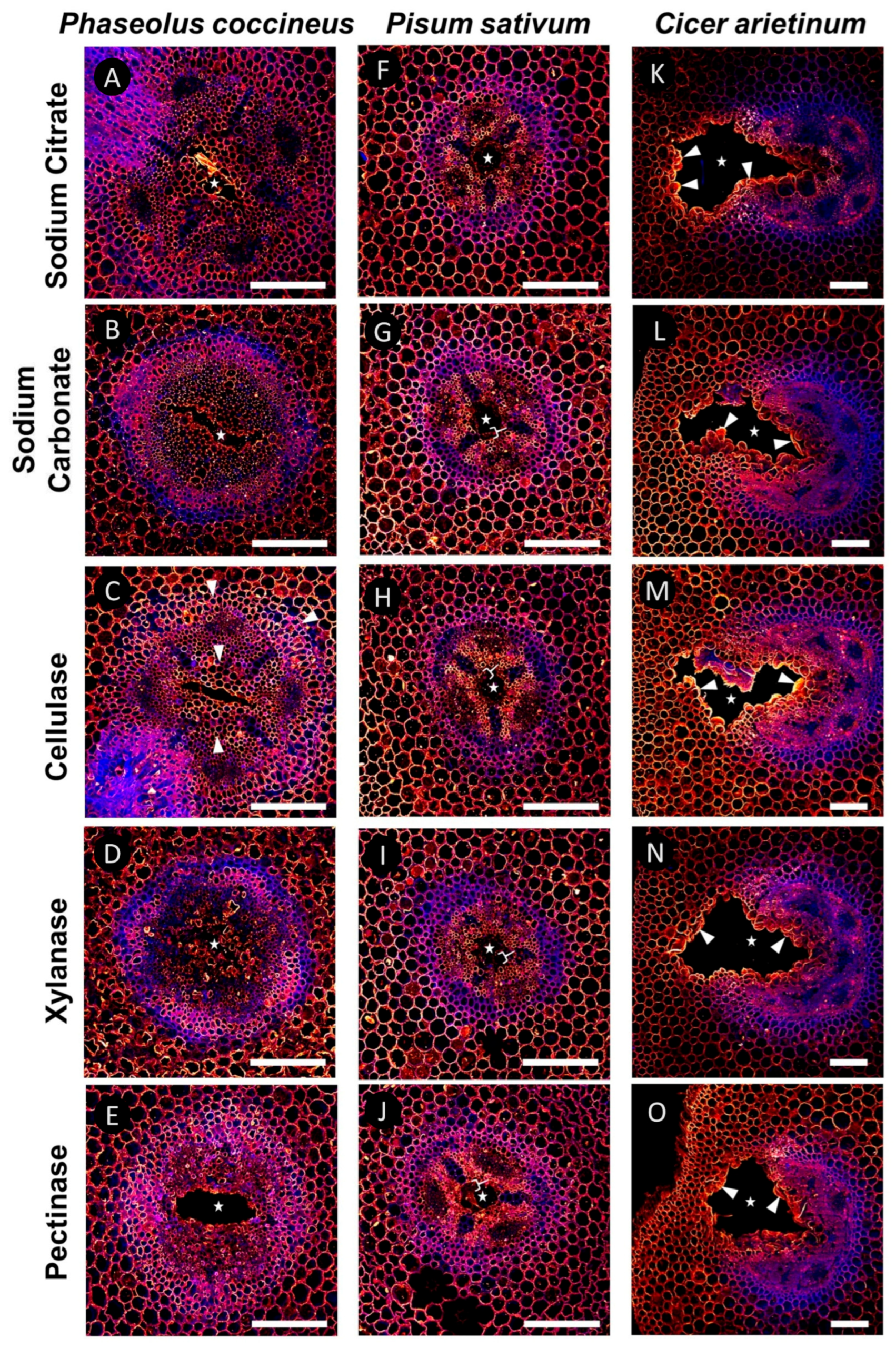 Plants 14 02620 g004